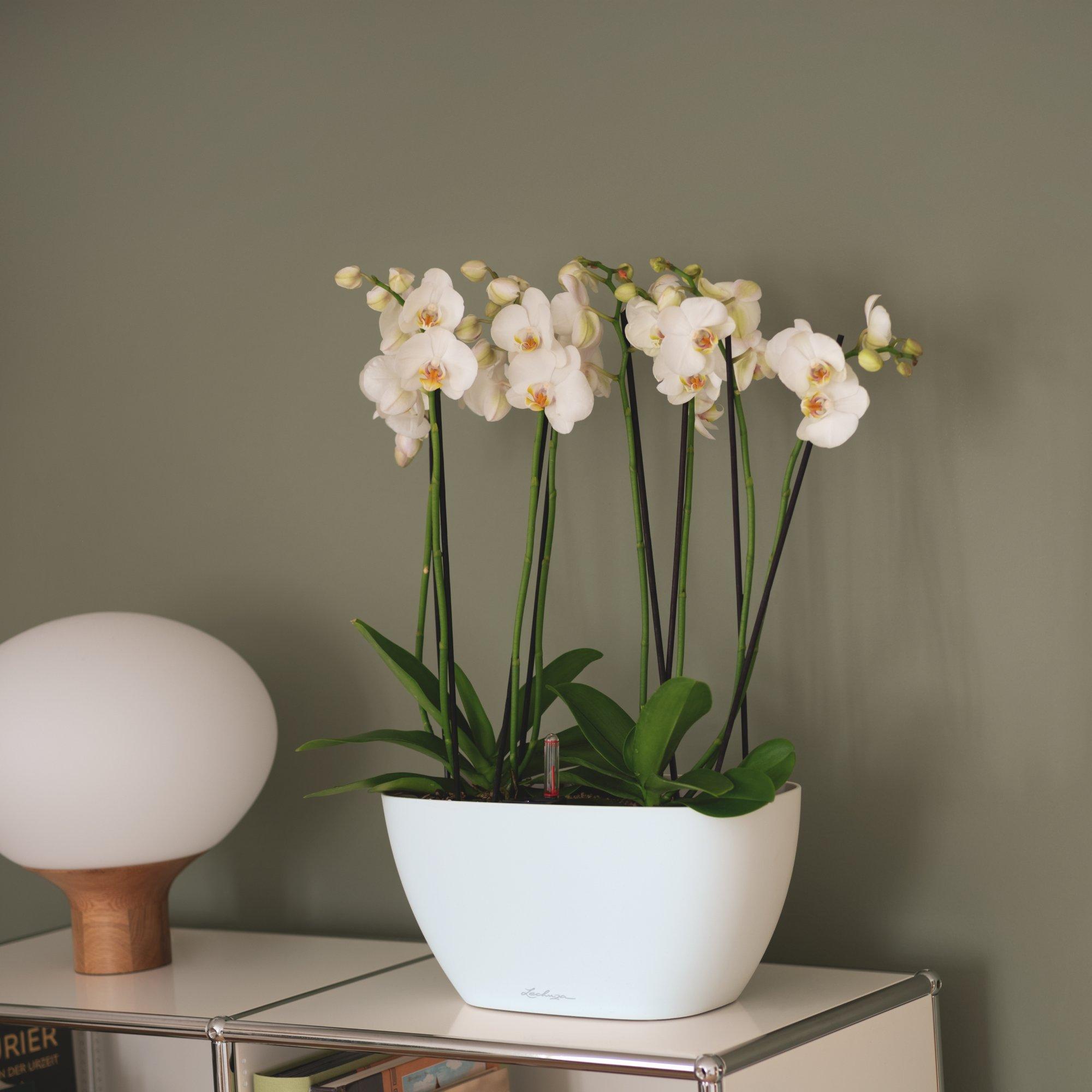 A_NAV20_Color_w_Phalaenopsis