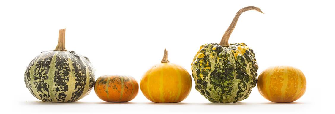 ornamental pumpkins