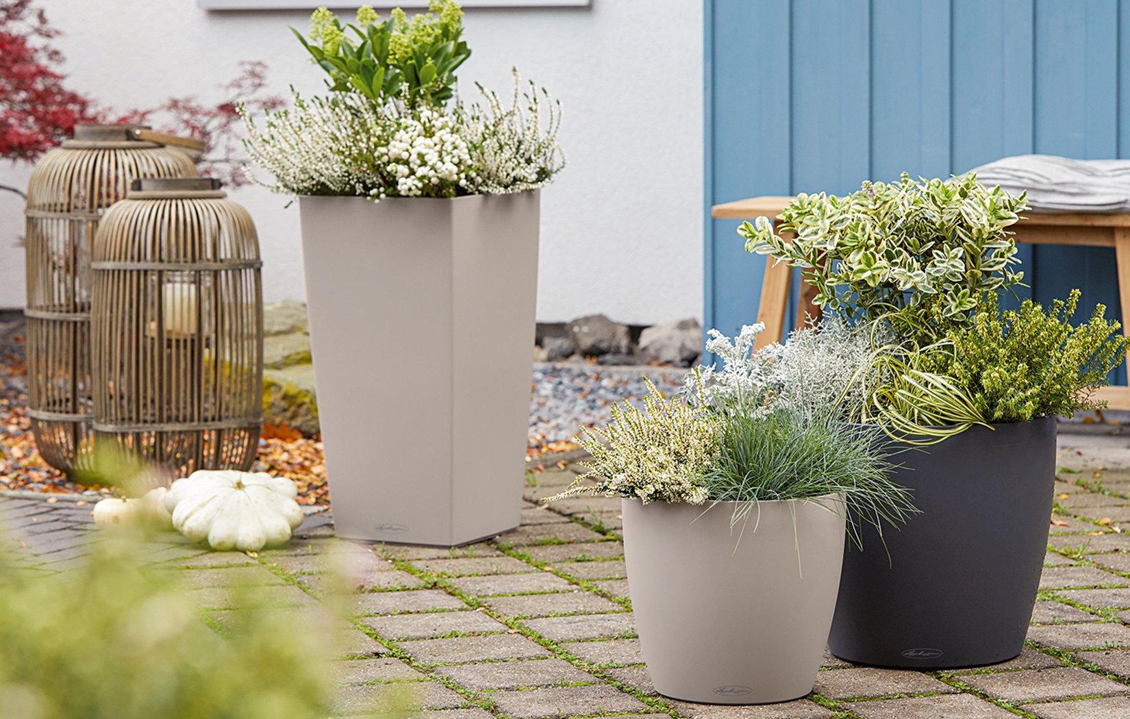 Lechuza
          Planters