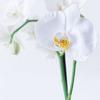 Орхидея Фаленопсис + DELTA 20 Белый блестящий additional thumb 1