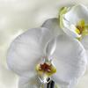 Орхидея Фаленопсис + DELTA 20 Белый блестящий additional thumb 2