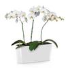 Орхідея Фаленопсис + DELTA 20 білий блискучий Thumb