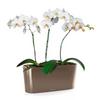 Phalaenopsis Orchidee in DELTA 20 taupe hochglanz Thumb