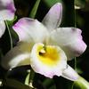 Орхидея Дендробиум + CLASSICO LS 21 серо-коричневый блестящий additional thumb 2
