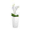 Орхидея Фаленопсис + MAXI-CUBI Белый блестящий thumb