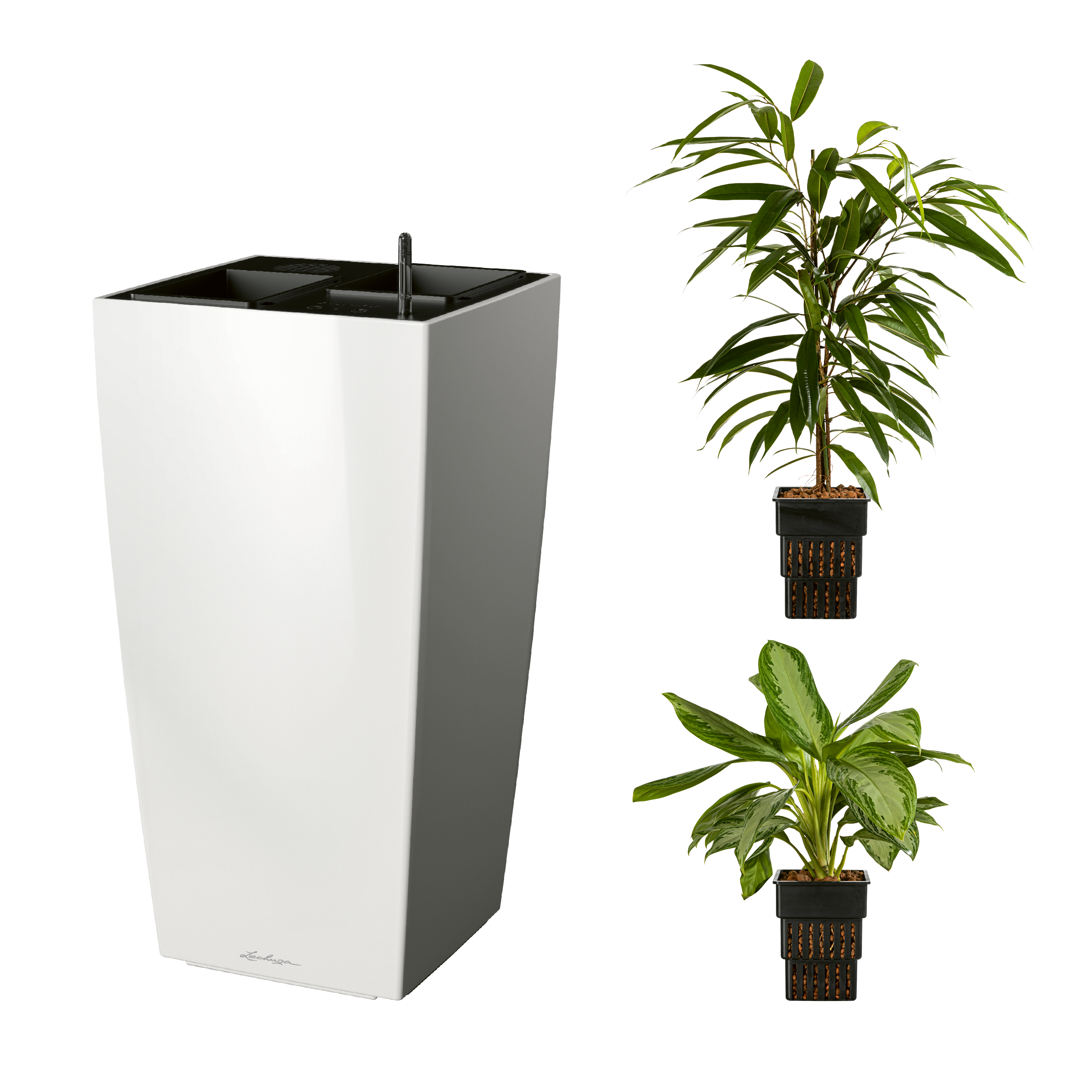 AIRCLEANpro 40 wei&szlig; hochglanz mit Ficus Amstel King und Aglaonema Silver Bay