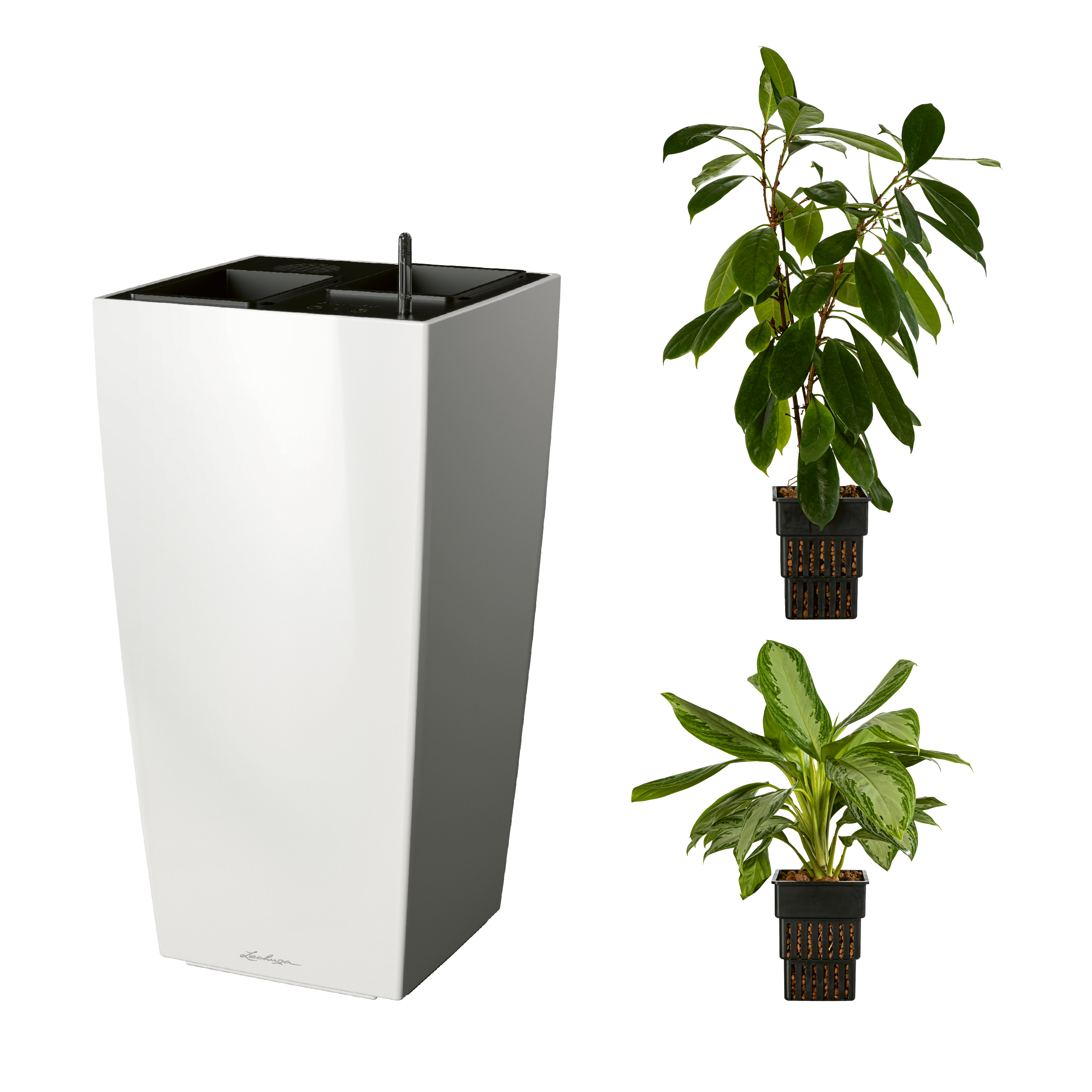 AIRCLEANpro CUBICO 40 wei&szlig; hochglanz mit Ficus cyathistipula und Aglaonema Silver Bay