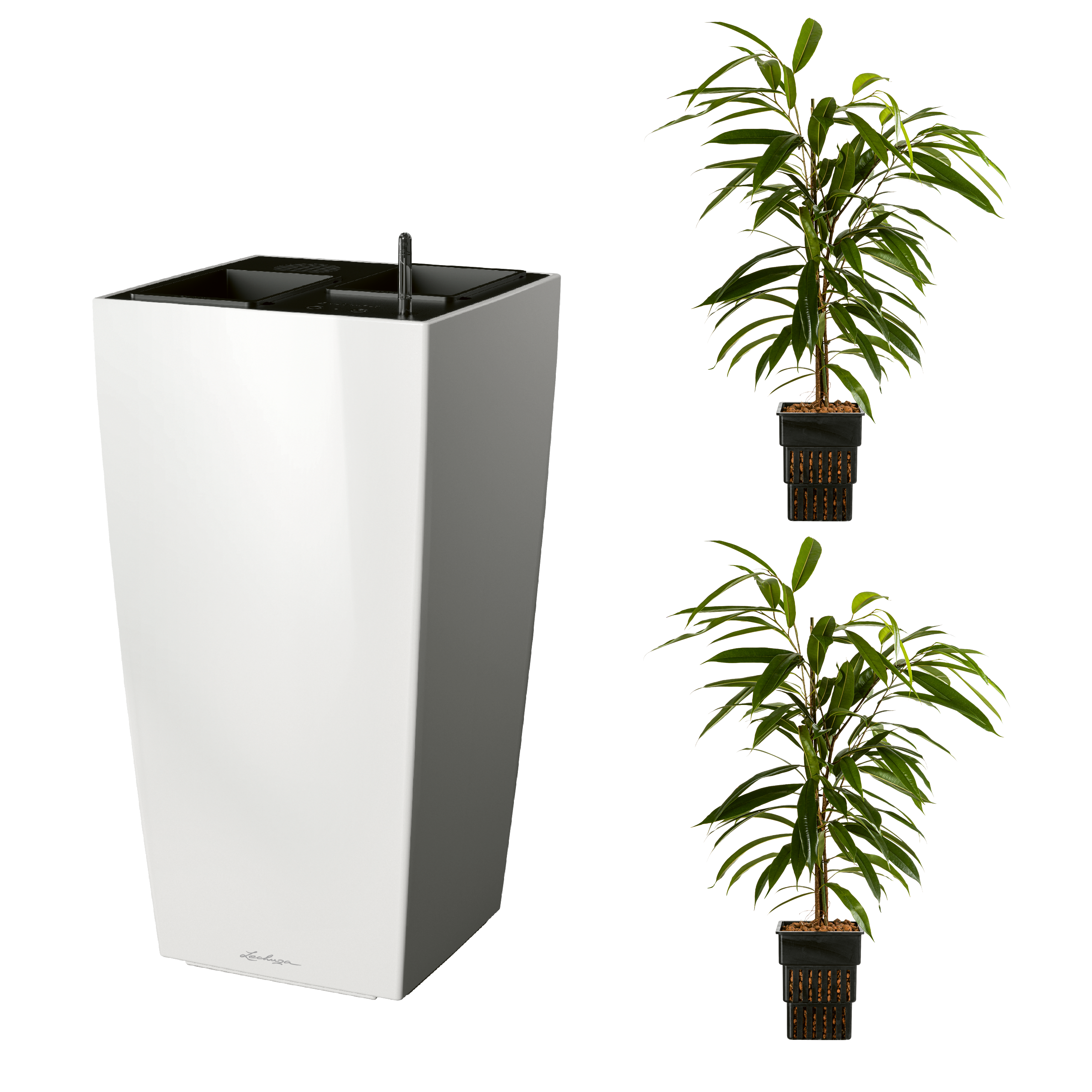 AIRCLEANpro CUBICO 40 wei&szlig; hochglanz mit Ficus Amstel King und Ficus Amstel King