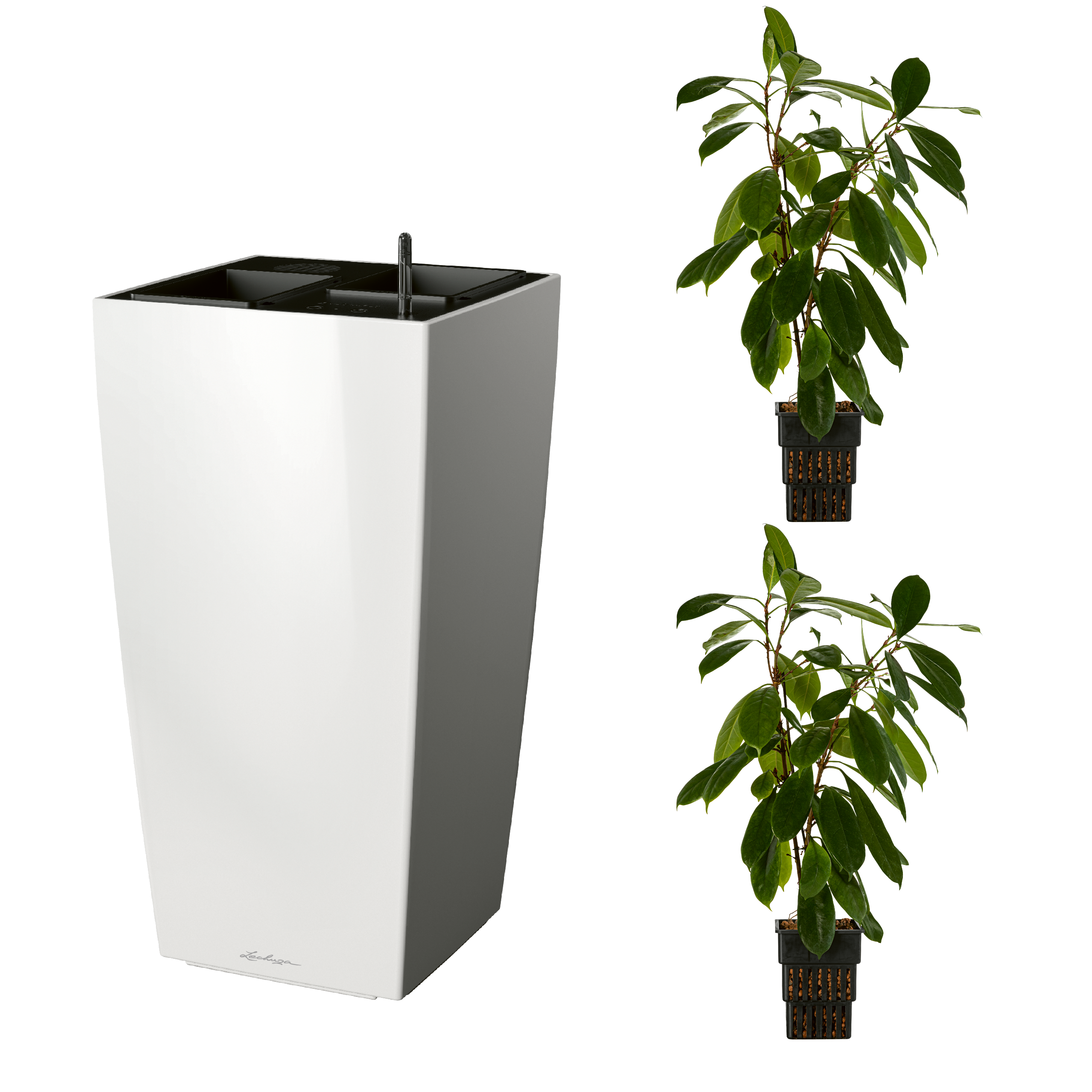 AIRCLEANpro CUBICO 40 wei&szlig; hochglanz mit Ficus cyathistipula und Ficus cyathistipula