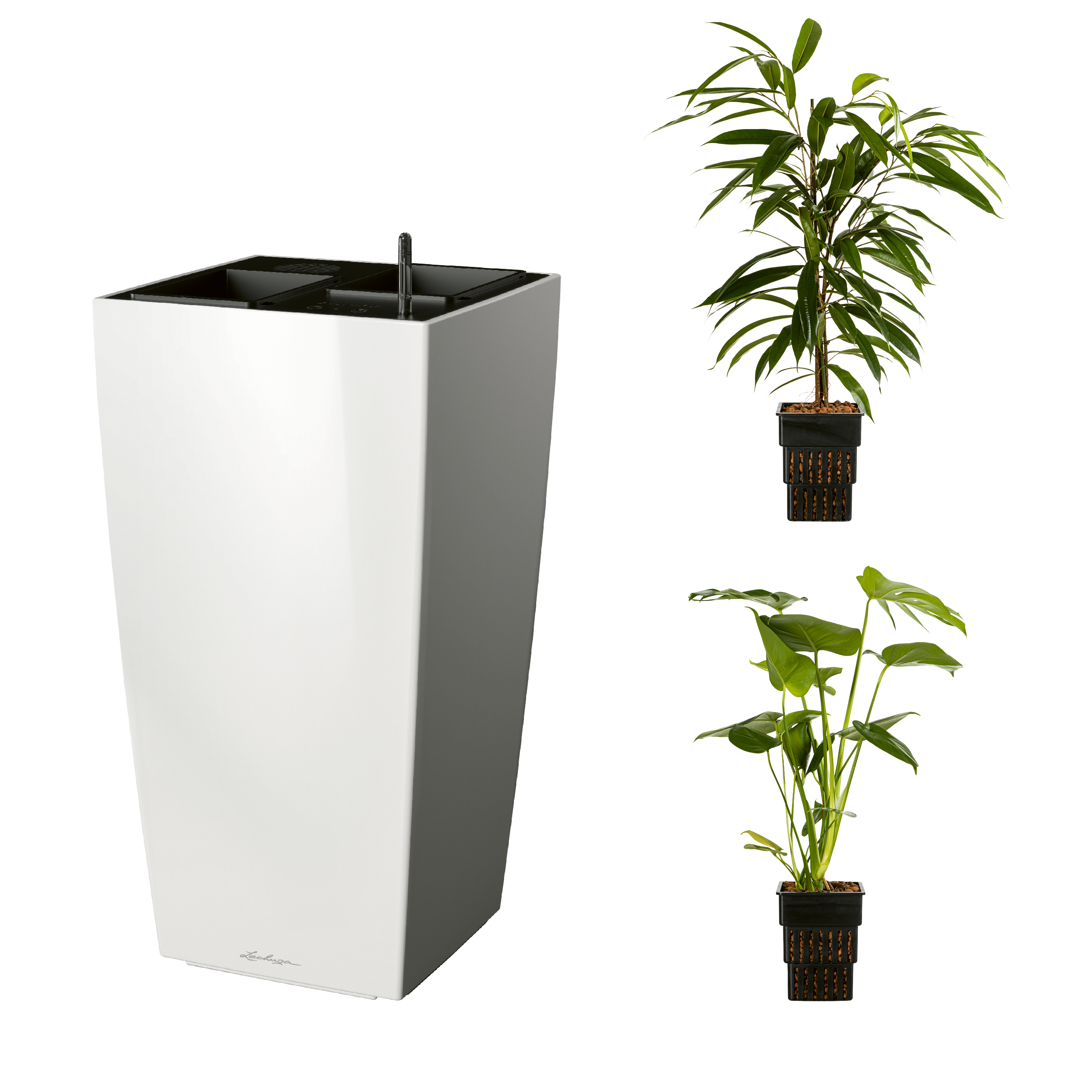 AIRCLEANpro CUBICO 40 wei&szlig; hochglanz mit Ficus Amstel King und Monstera deliciosa