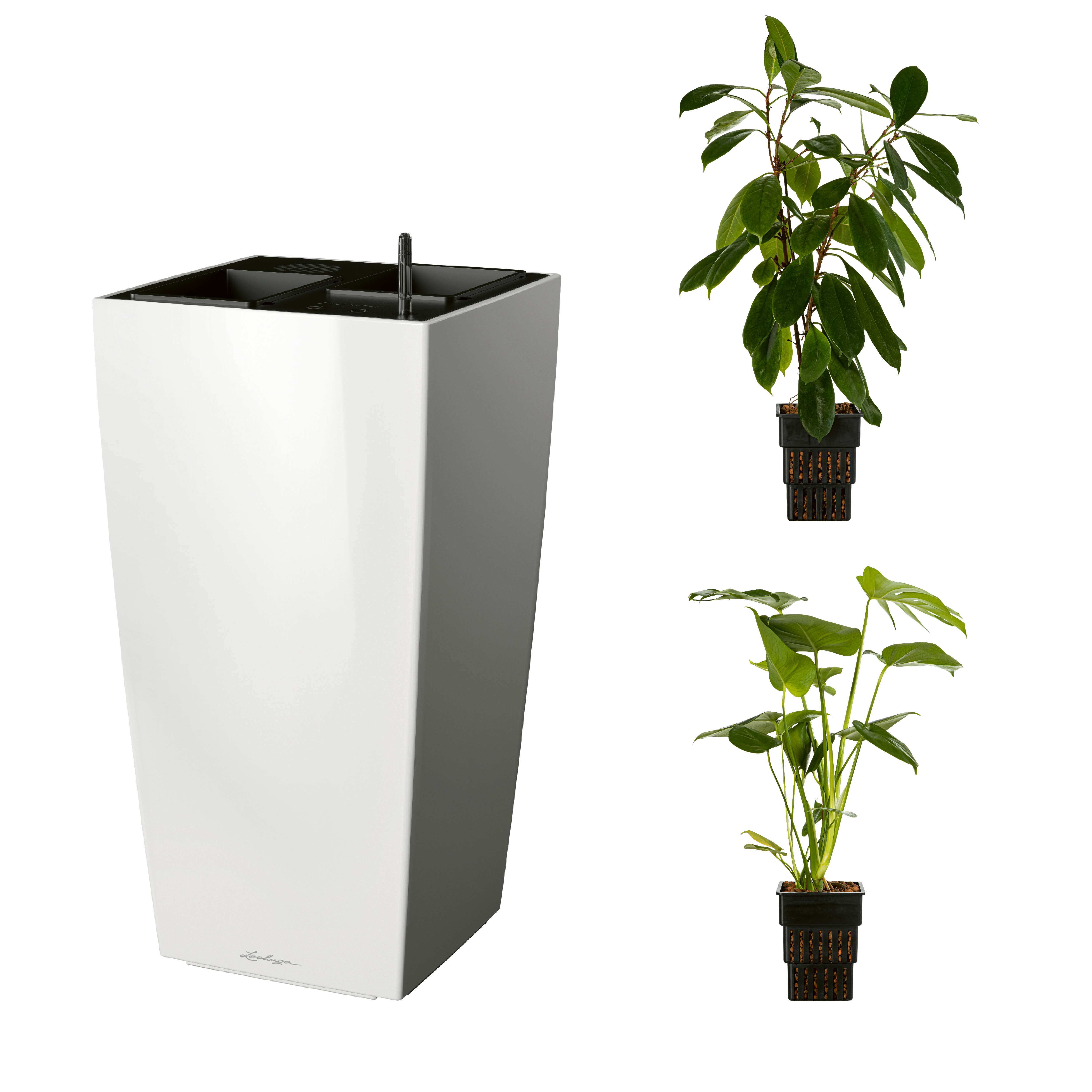 AIRCLEANpro CUBICO 40 wei&szlig; hochglanz mit Ficus cyathistipula und Monstera deliciosa