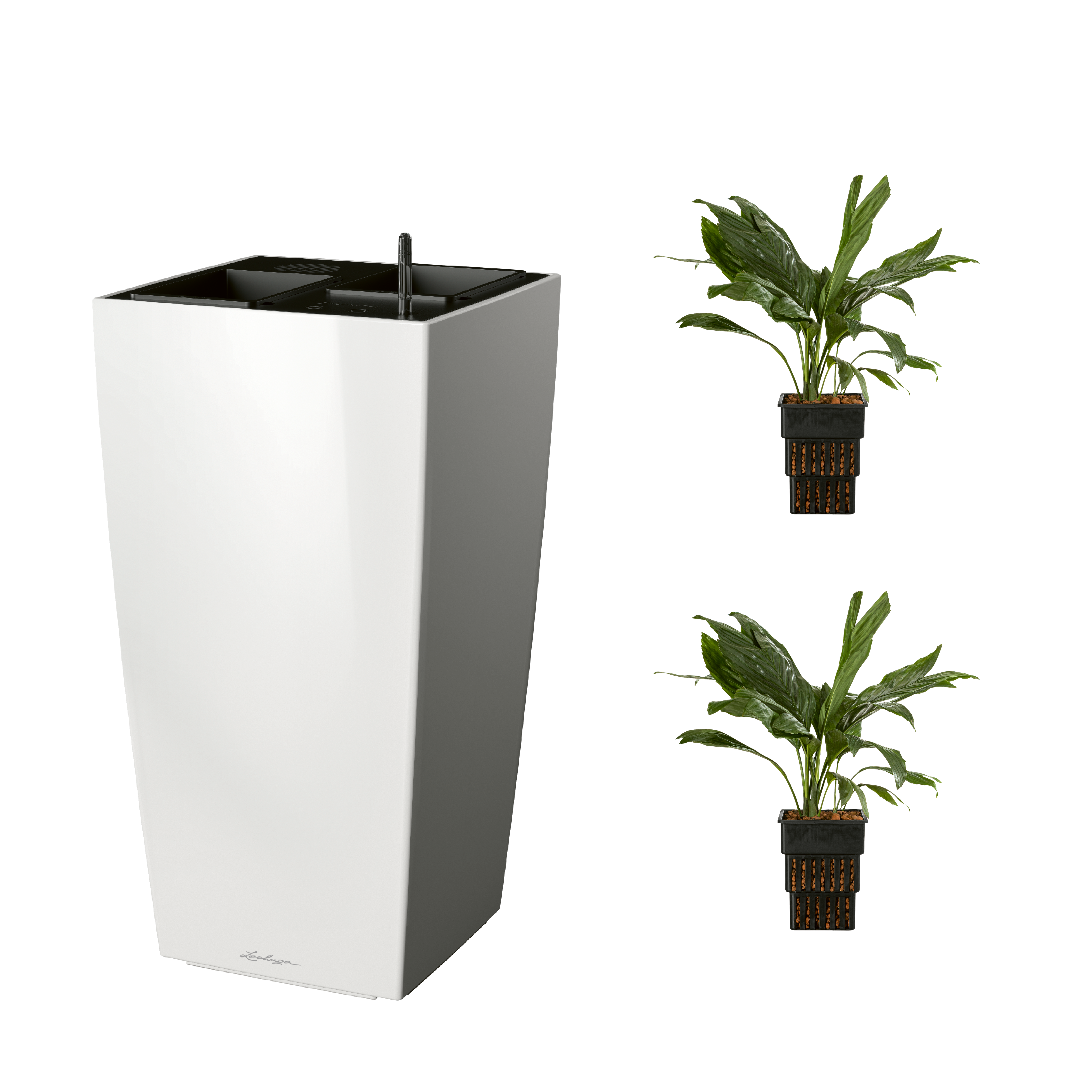 AIRCLEANpro CUBICO 40 wei&szlig; hochglanz mit Chamaedorea metallica und Chamaedorea metallica