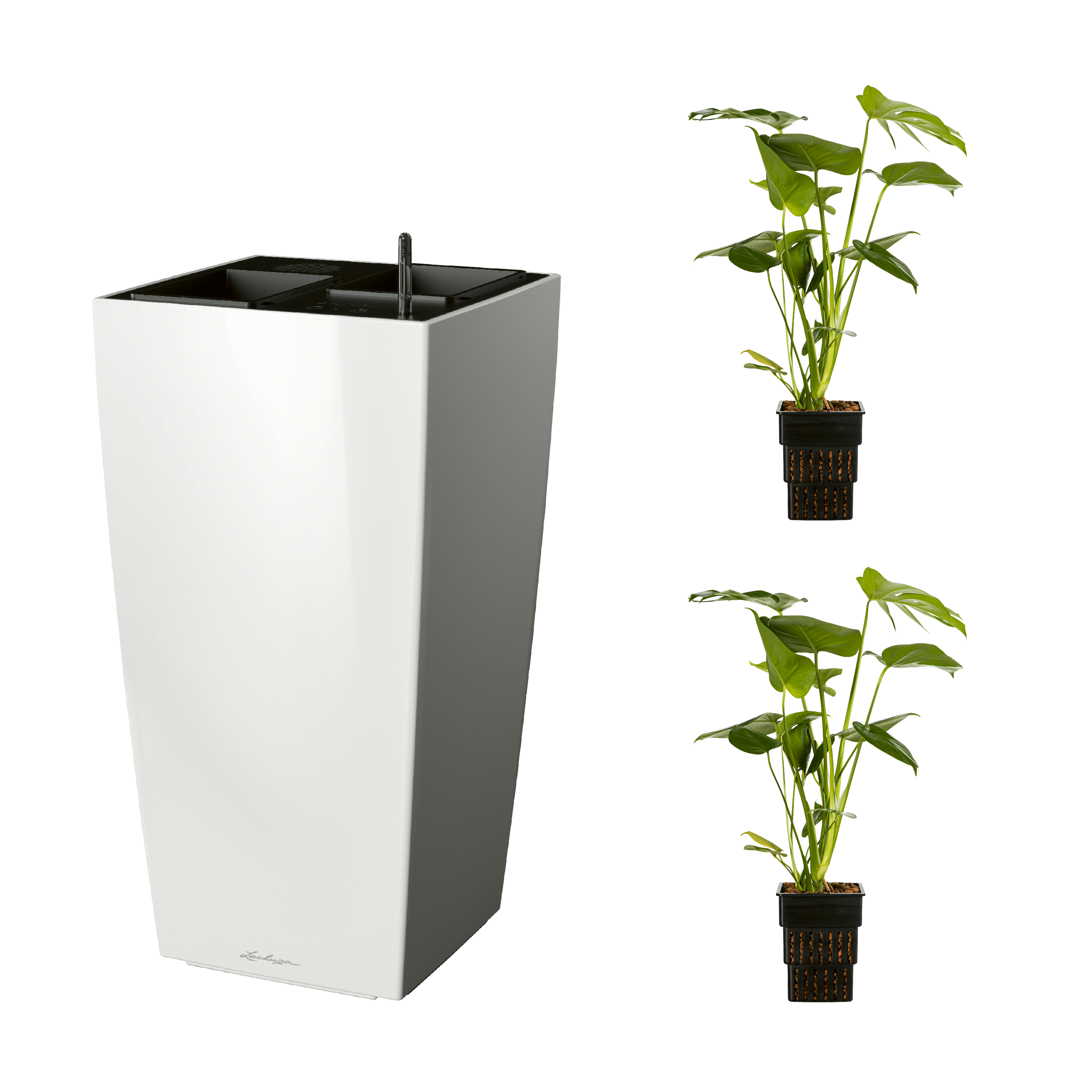 AIRCLEANpro CUBICO 40 wei hochglanz mit Monstera deliciosa und Monstera  deliciosa