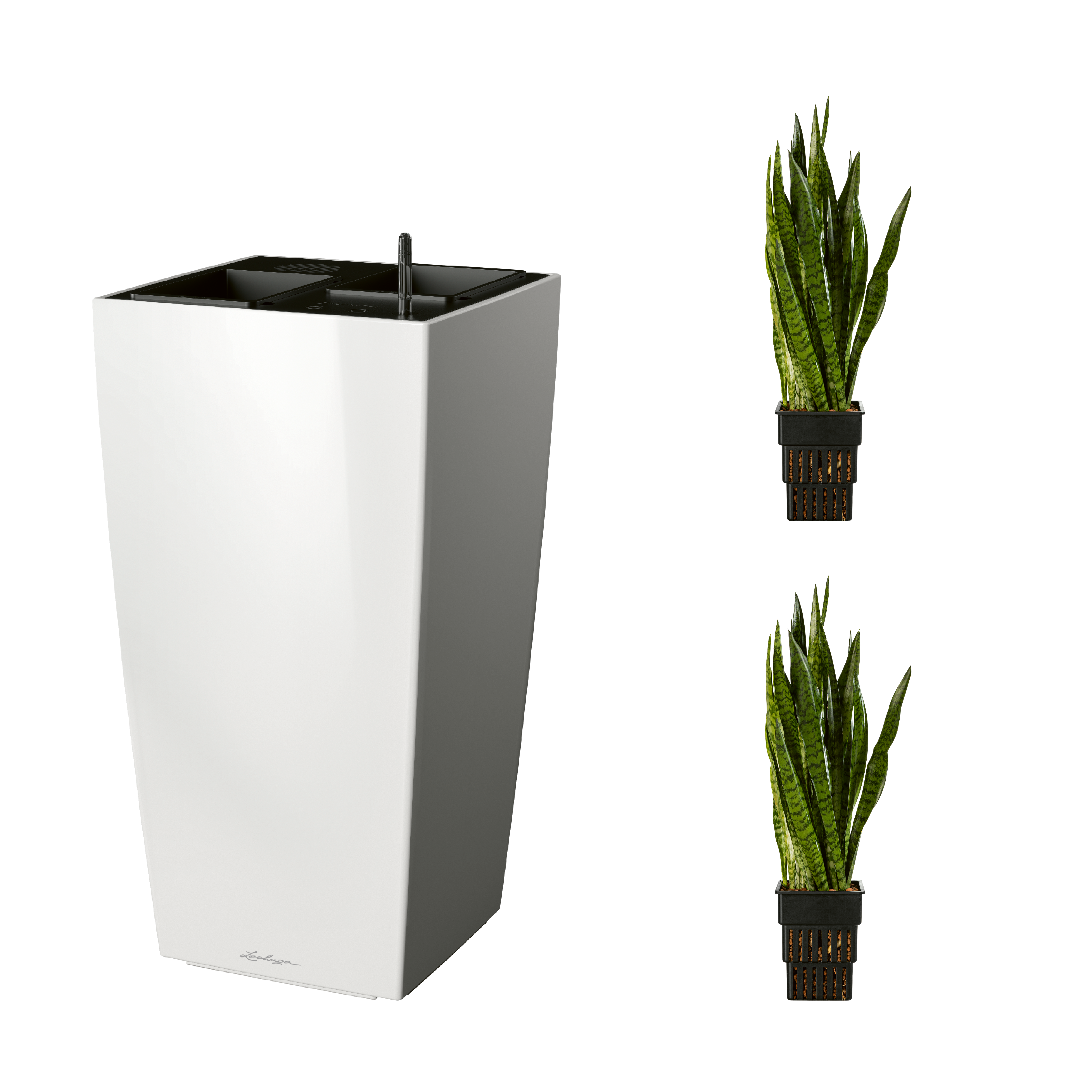 AIRCLEANpro CUBICO 40 wei&szlig; hochglanz mit Sanseveria zeylanica und Sanseveria zeylanica