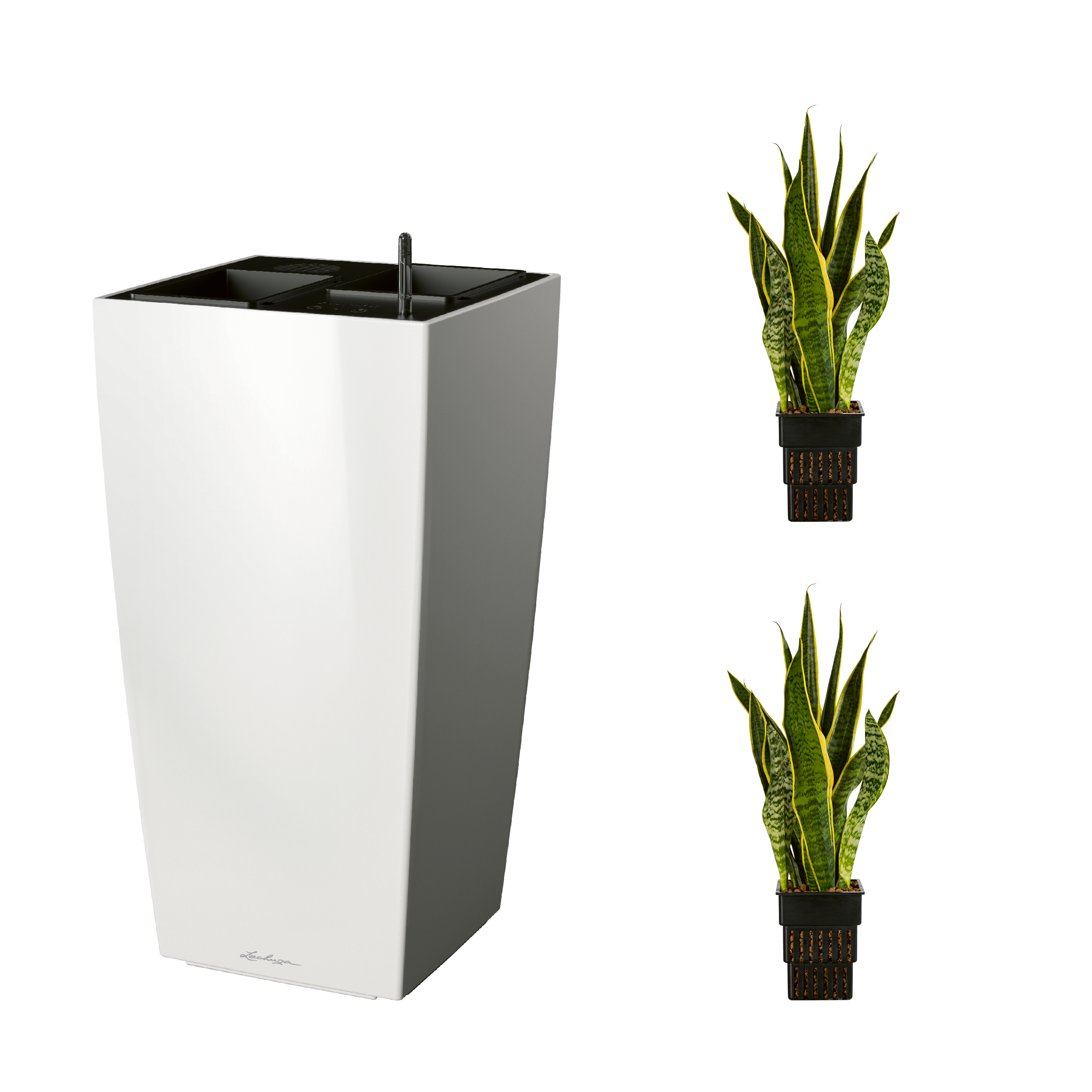 AIRCLEANpro CUBICO 40 wei&szlig; hochglanz mit Sanseveria laurentii und Sanseveria laurentii