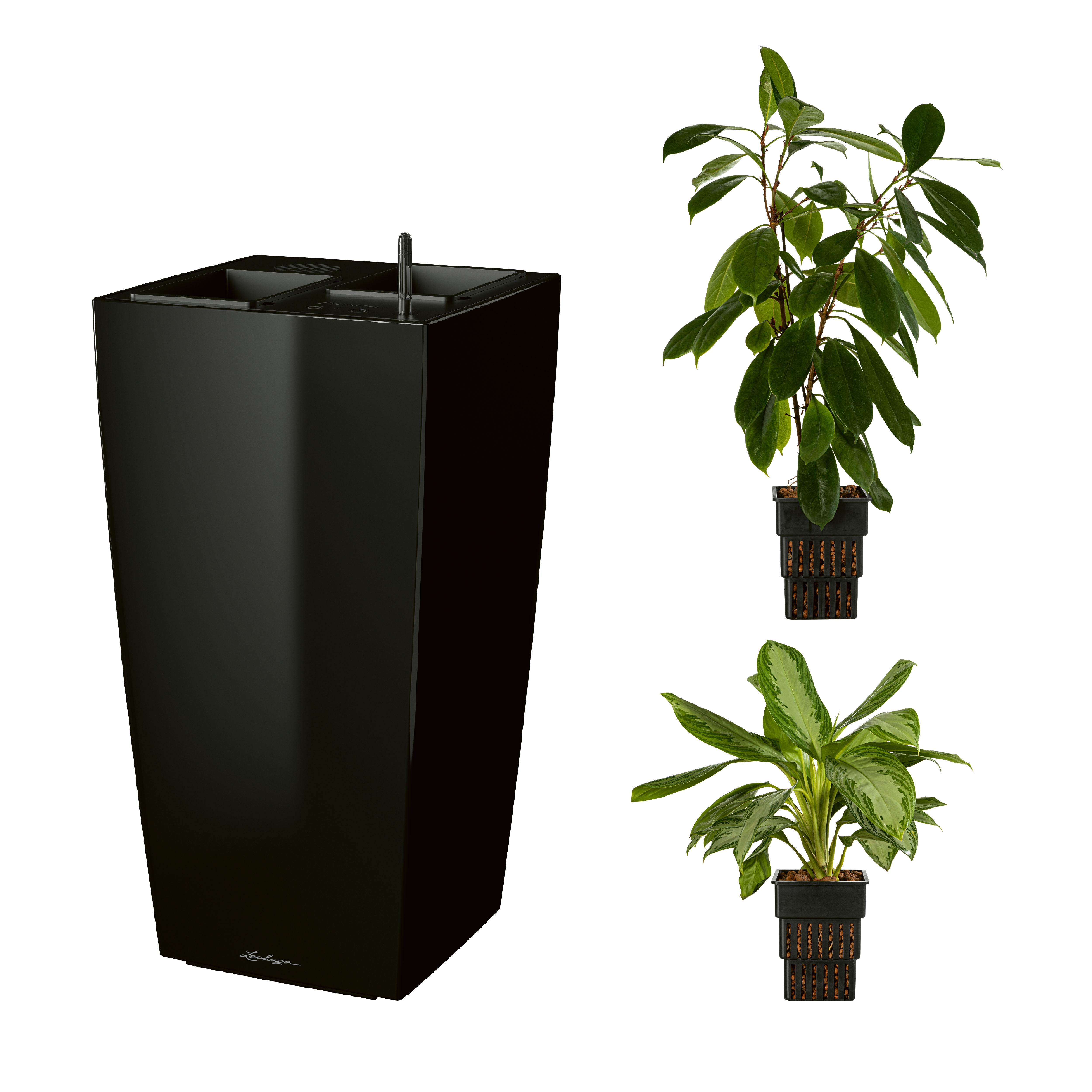 AIRCLEANpro CUBICO 40 schwarz hochglanz mit Ficus cyathistipula und Aglaonema Silver Bay