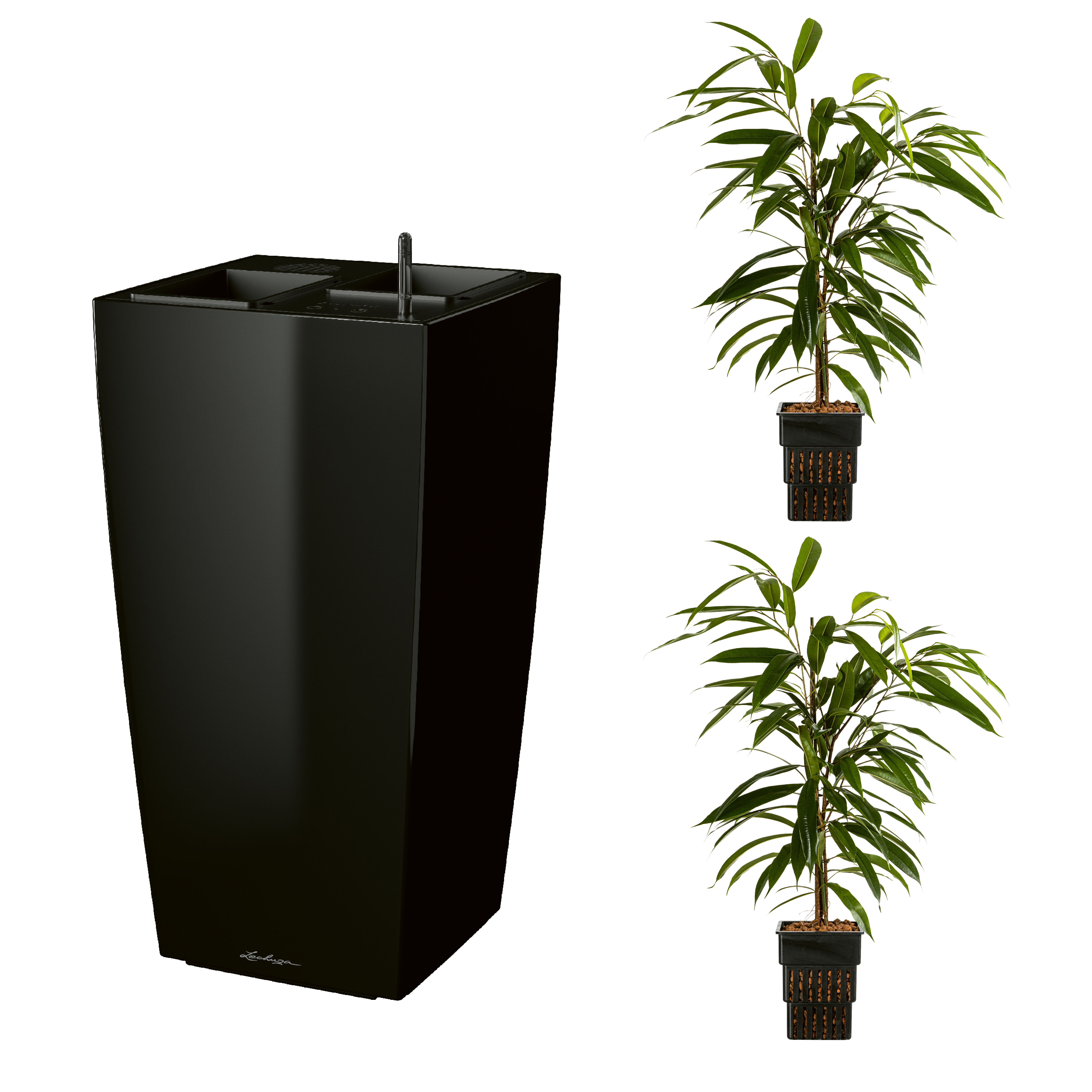 AIRCLEANpro CUBICO 40 schwarz hochglanz mit Ficus Amstel King und Ficus Amstel King