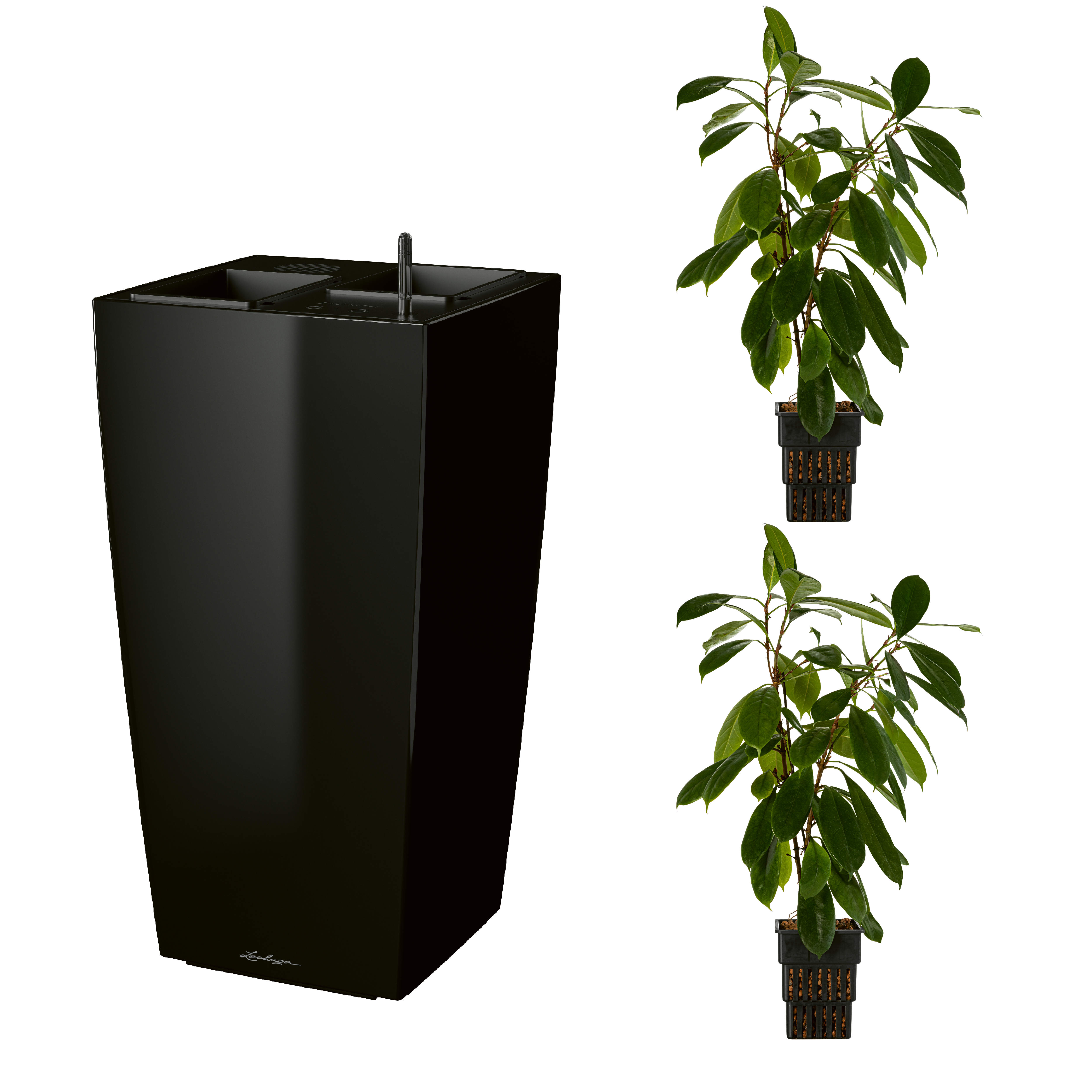 AIRCLEANpro CUBICO 40 schwarz hochglanz mit Ficus cyathistipula und Ficus cyathistipula