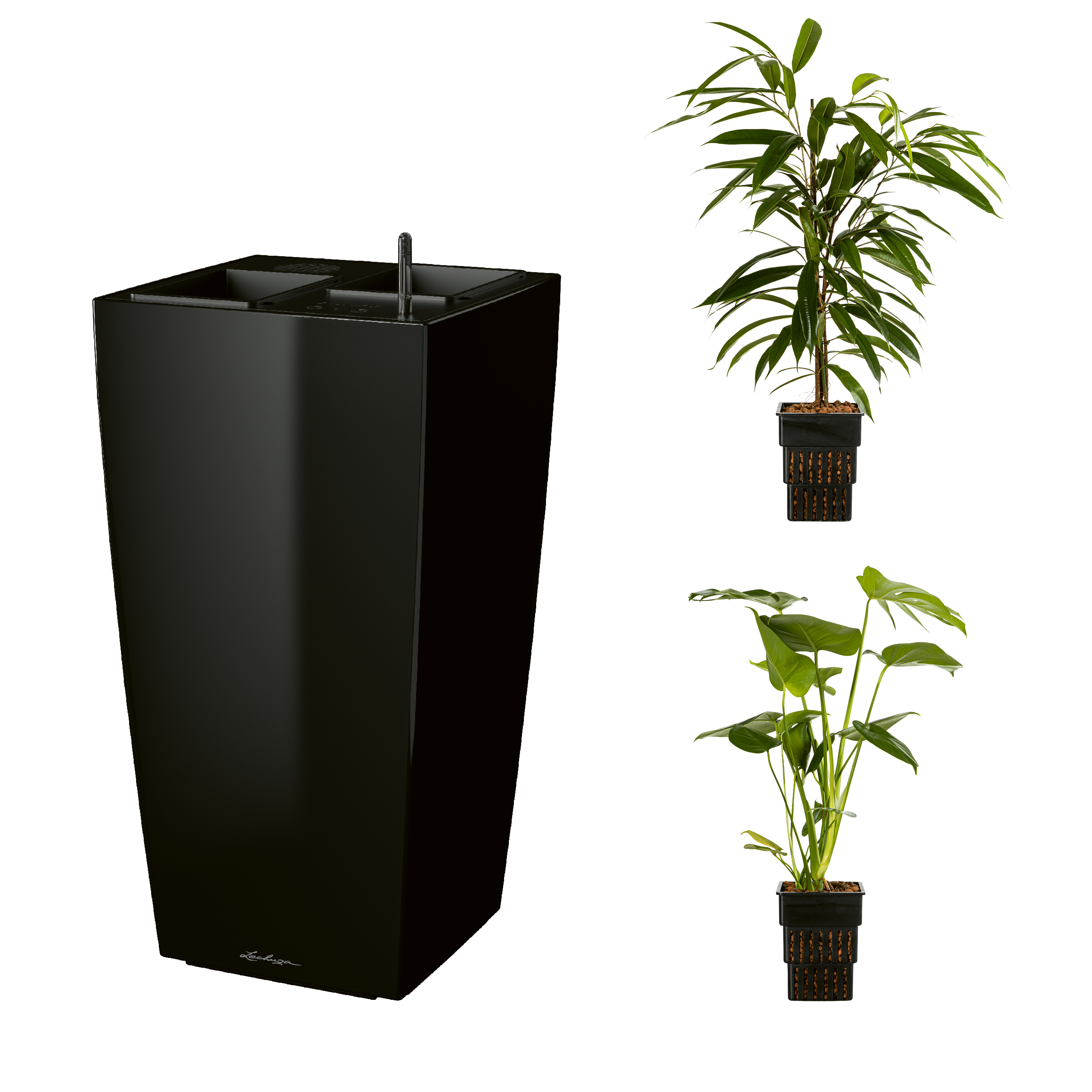 AIRCLEANpro CUBICO 40 schwarz hochglanz mit Ficus Amstel King und Monstera deliciosa