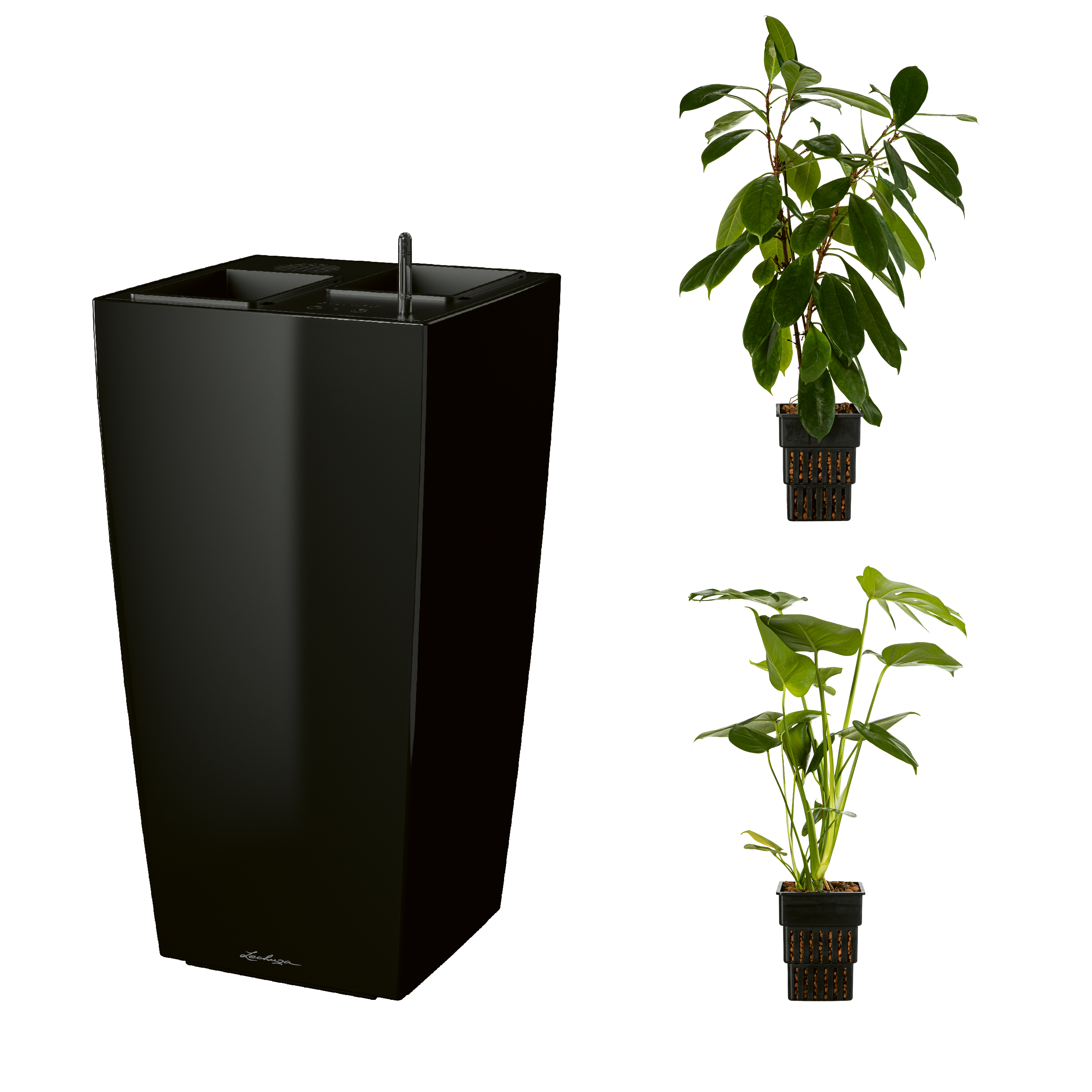 AIRCLEANpro CUBICO 40 schwarz hochglanz mit Ficus cyathistipula und Monstera deliciosa