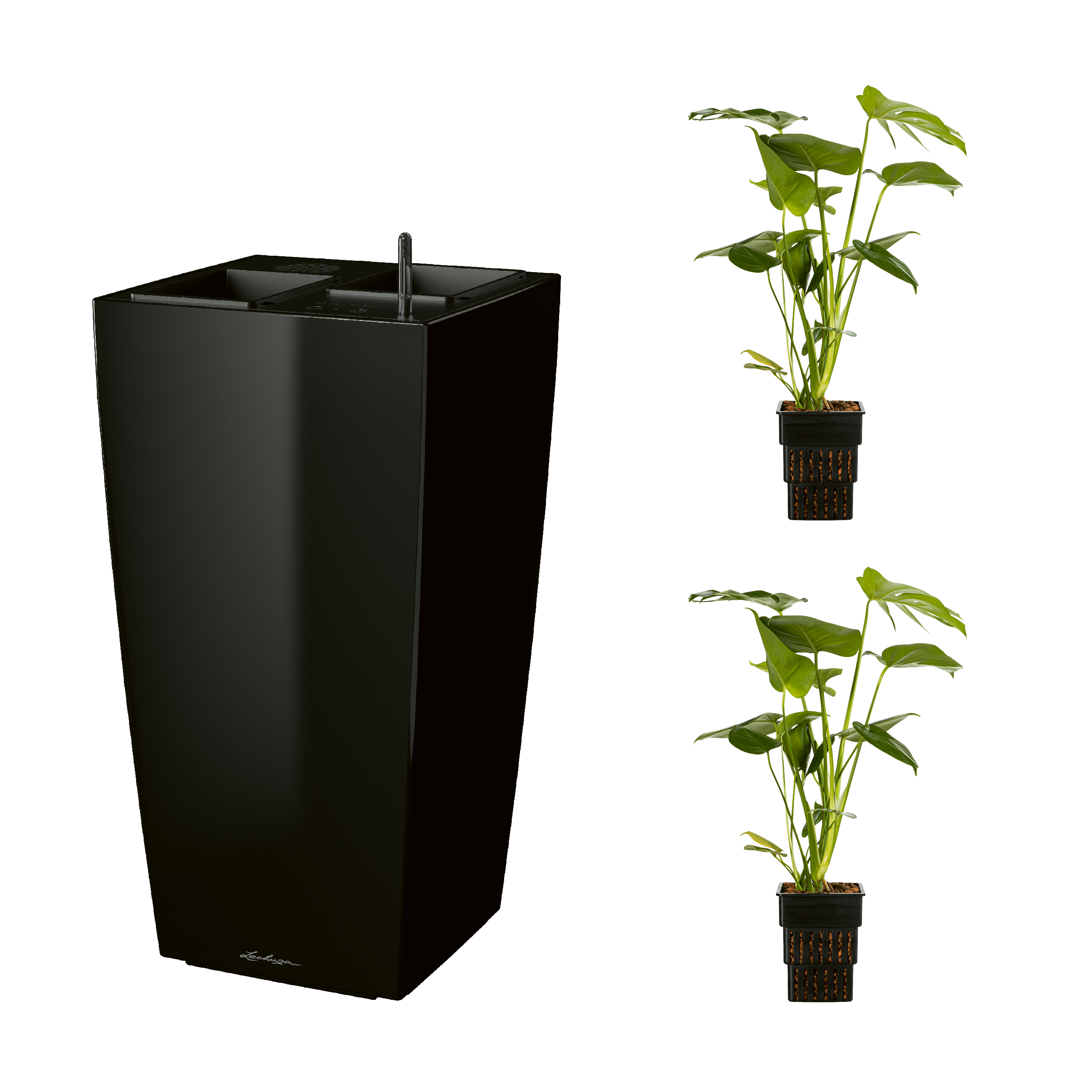AIRCLEANpro CUBICO 40 schwarz hochglanz mit Monstera deliciosa und Monstera deliciosa