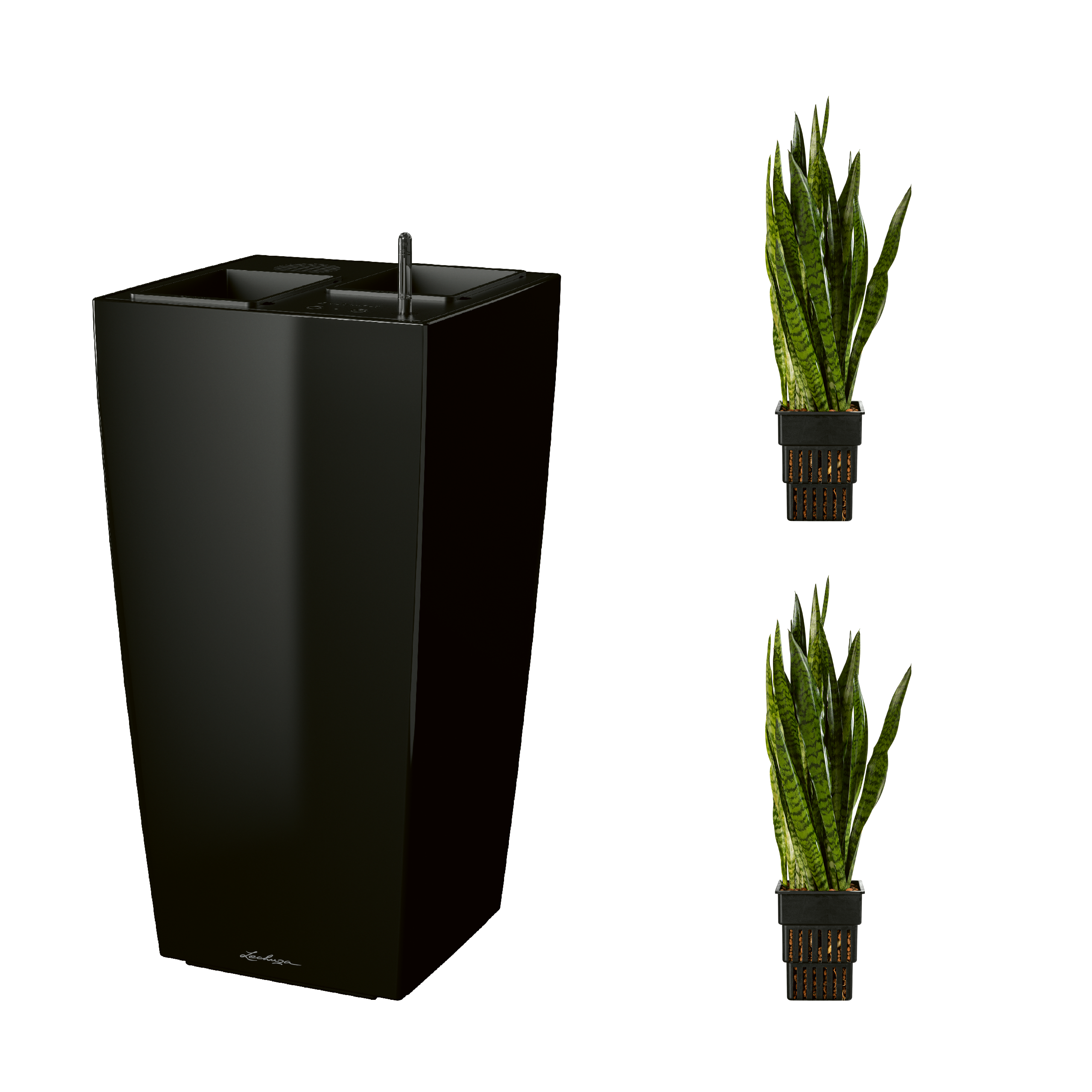AIRCLEANpro CUBICO 40 schwarz hochglanz mit Sanseveria zeylanica und Sanseveria zeylanica