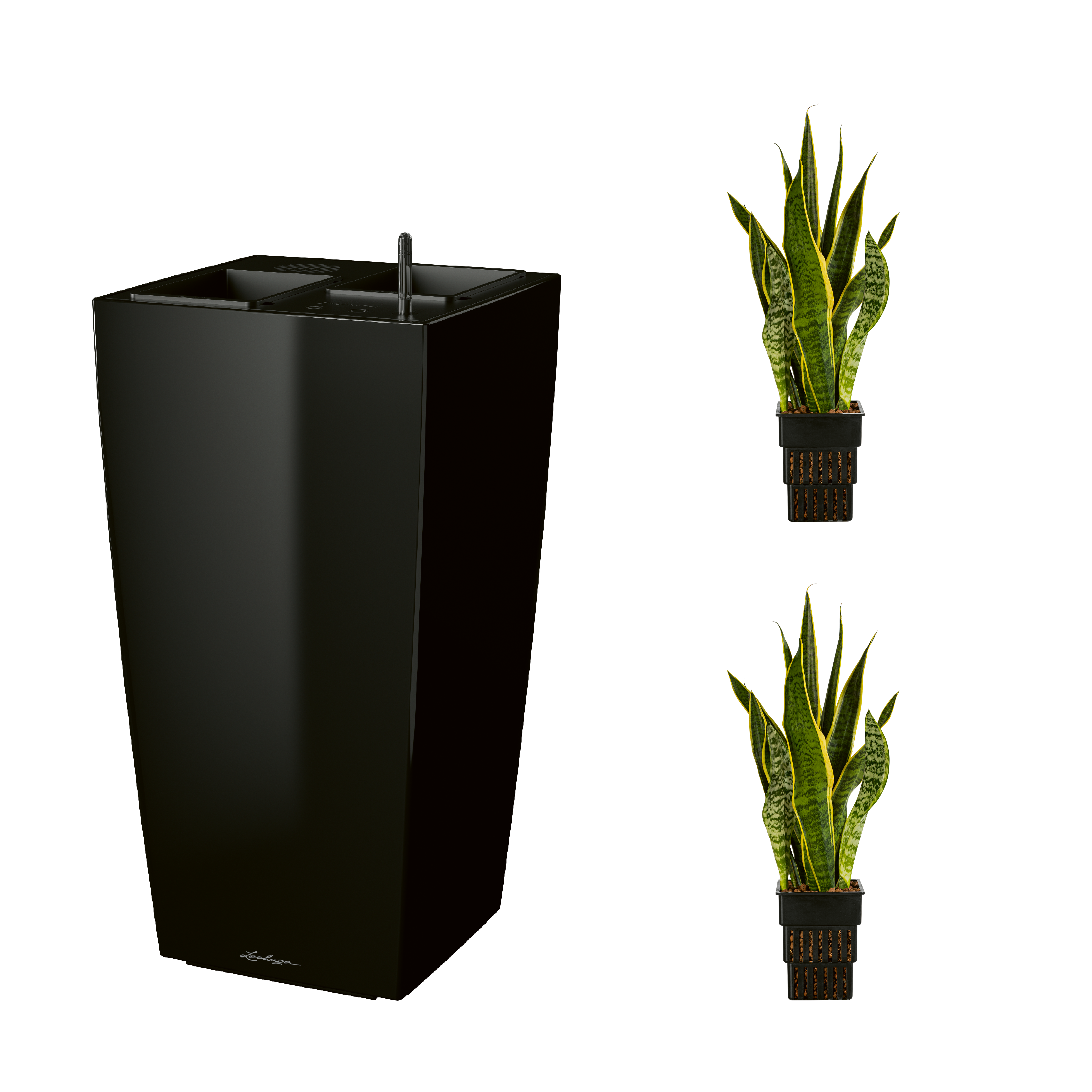 AIRCLEANpro CUBICO 40 schwarz hochglanz mit Sanseveria laurentii und Sanseveria laurentii