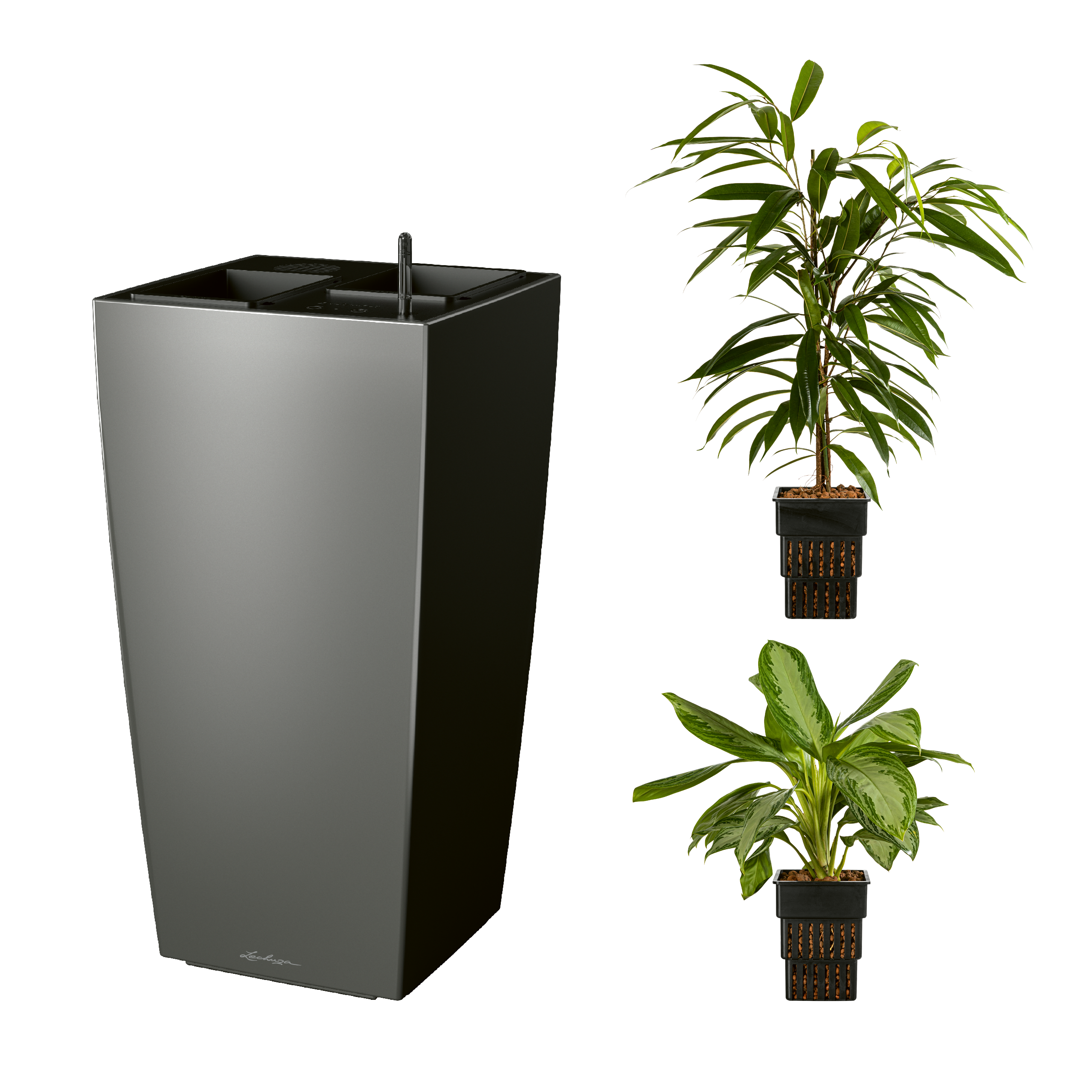 AIRCLEANpro CUBICO 40 anthrazit metallic mit Ficus Amstel King und Aglaonema Silver Bay