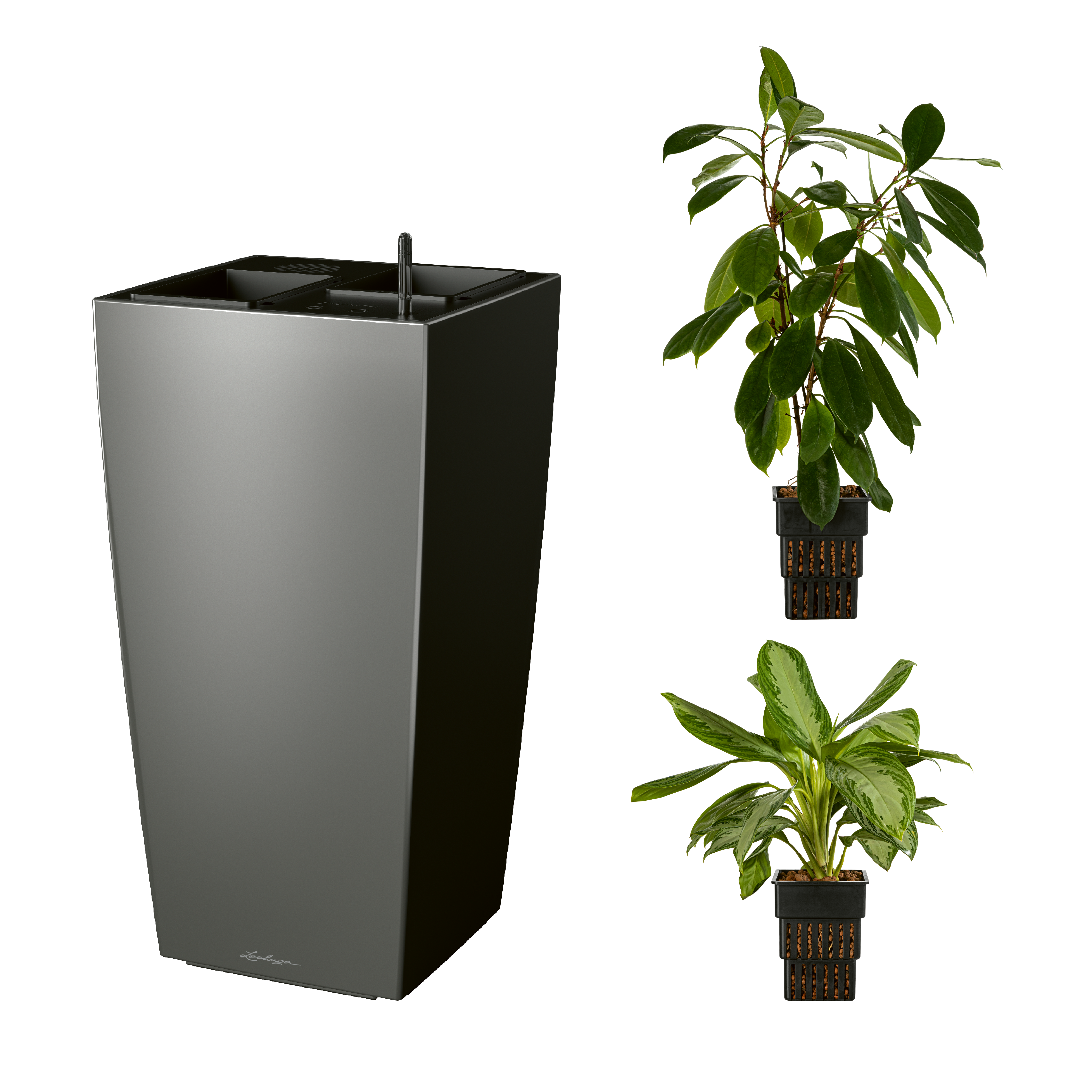 AIRCLEANpro CUBICO 40 anthrazit metallic mit Ficus cyathistipula und Aglaonema Silver Bay