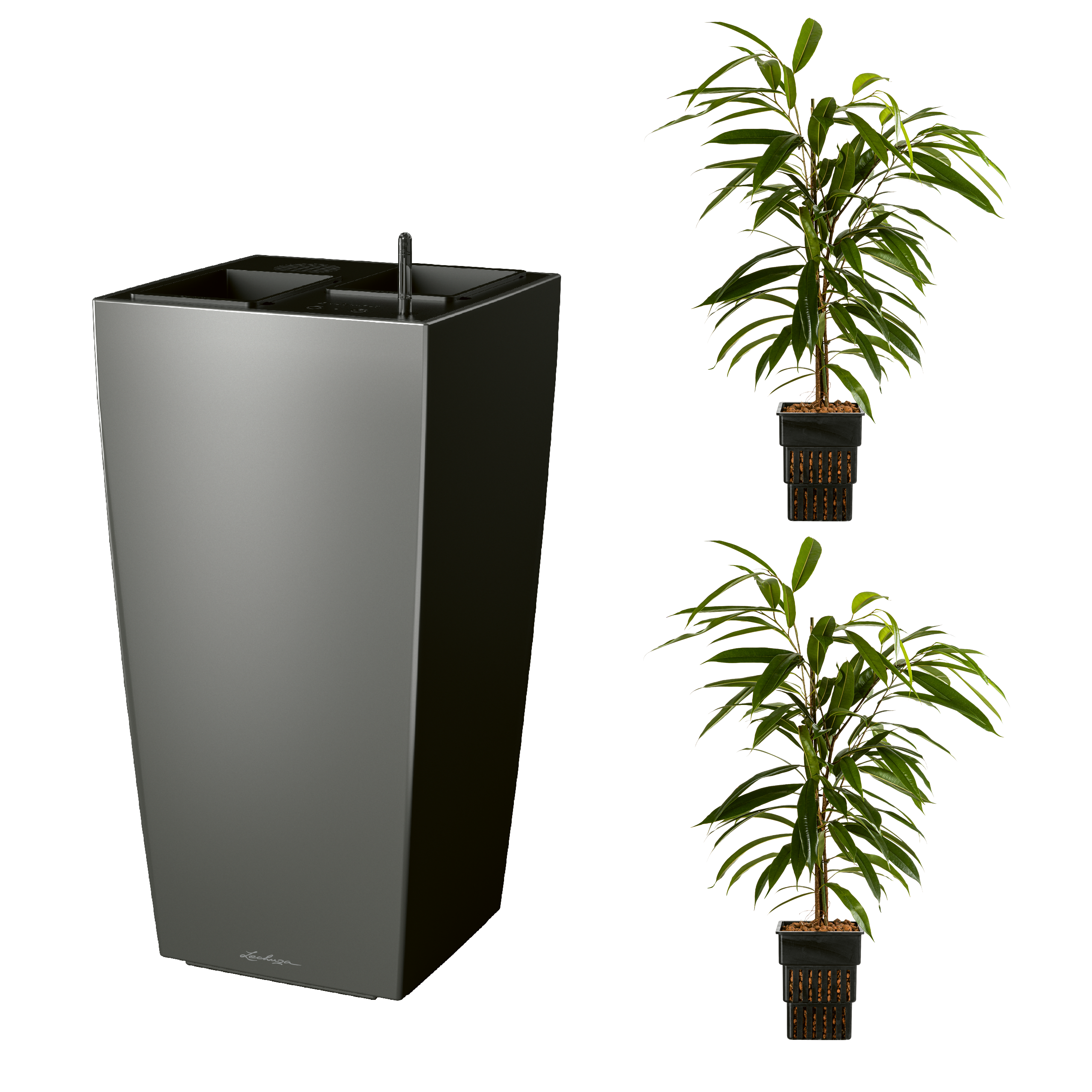 AIRCLEANpro CUBICO 40 anthrazit metallic mit Ficus Amstel King und Ficus Amstel King