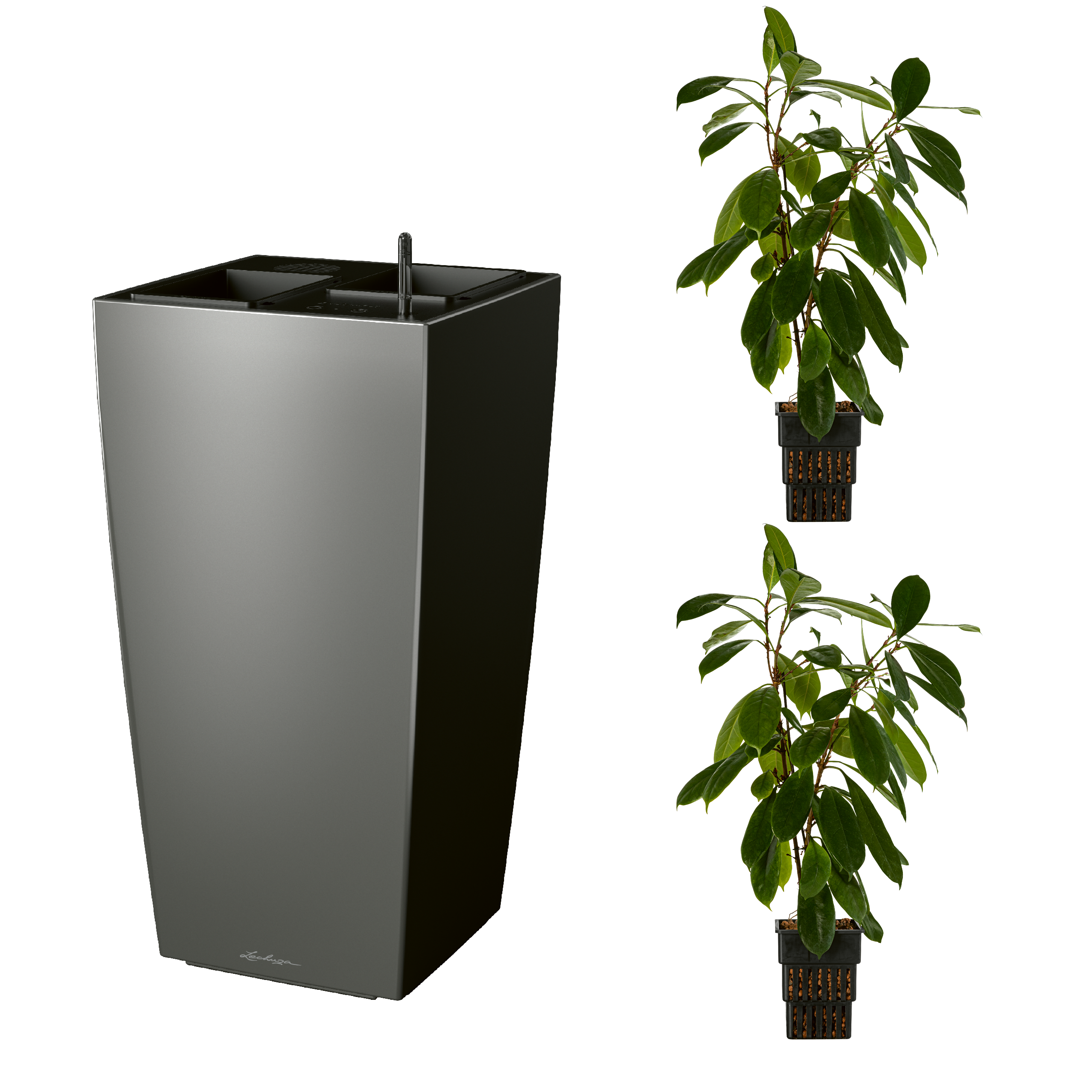 AIRCLEANpro CUBICO 40 anthrazit metallic mit Ficus cyathistipula und Ficus cyathistipula