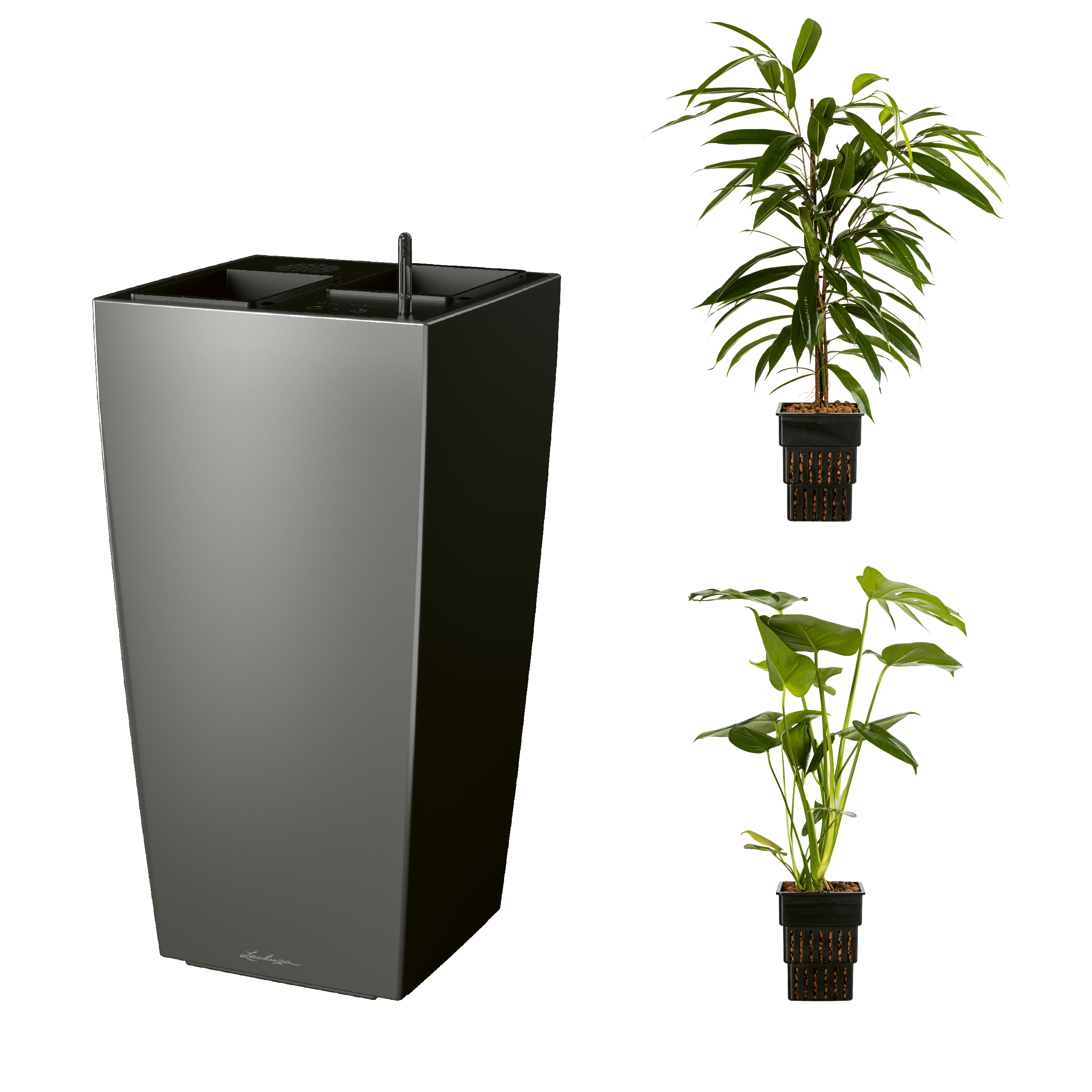 AIRCLEANpro CUBICO 40 anthrazit metallic mit Ficus Amstel King und Monstera deliciosa