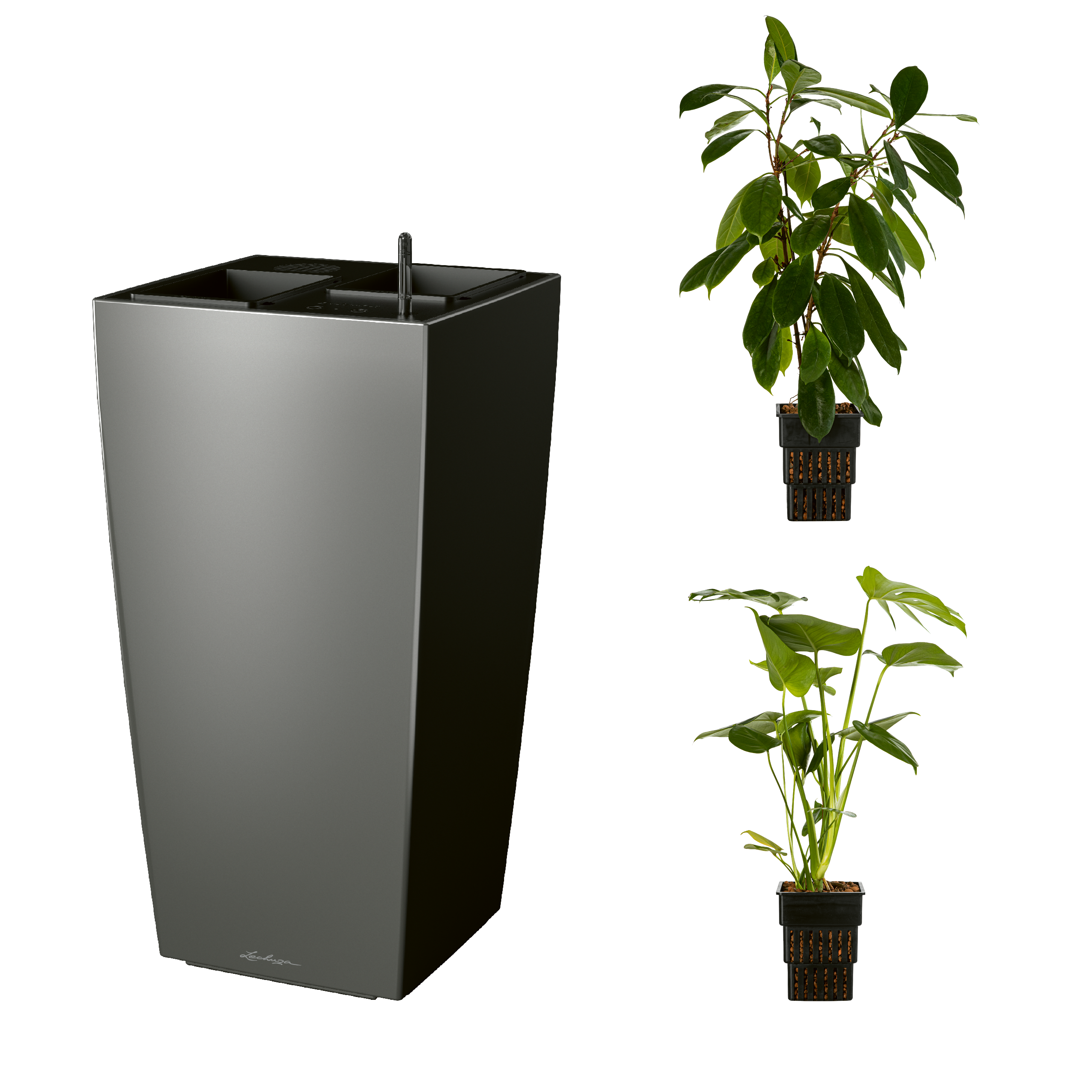 AIRCLEANpro CUBICO 40 anthrazit metallic mit Ficus cyathistipula und Monstera deliciosa