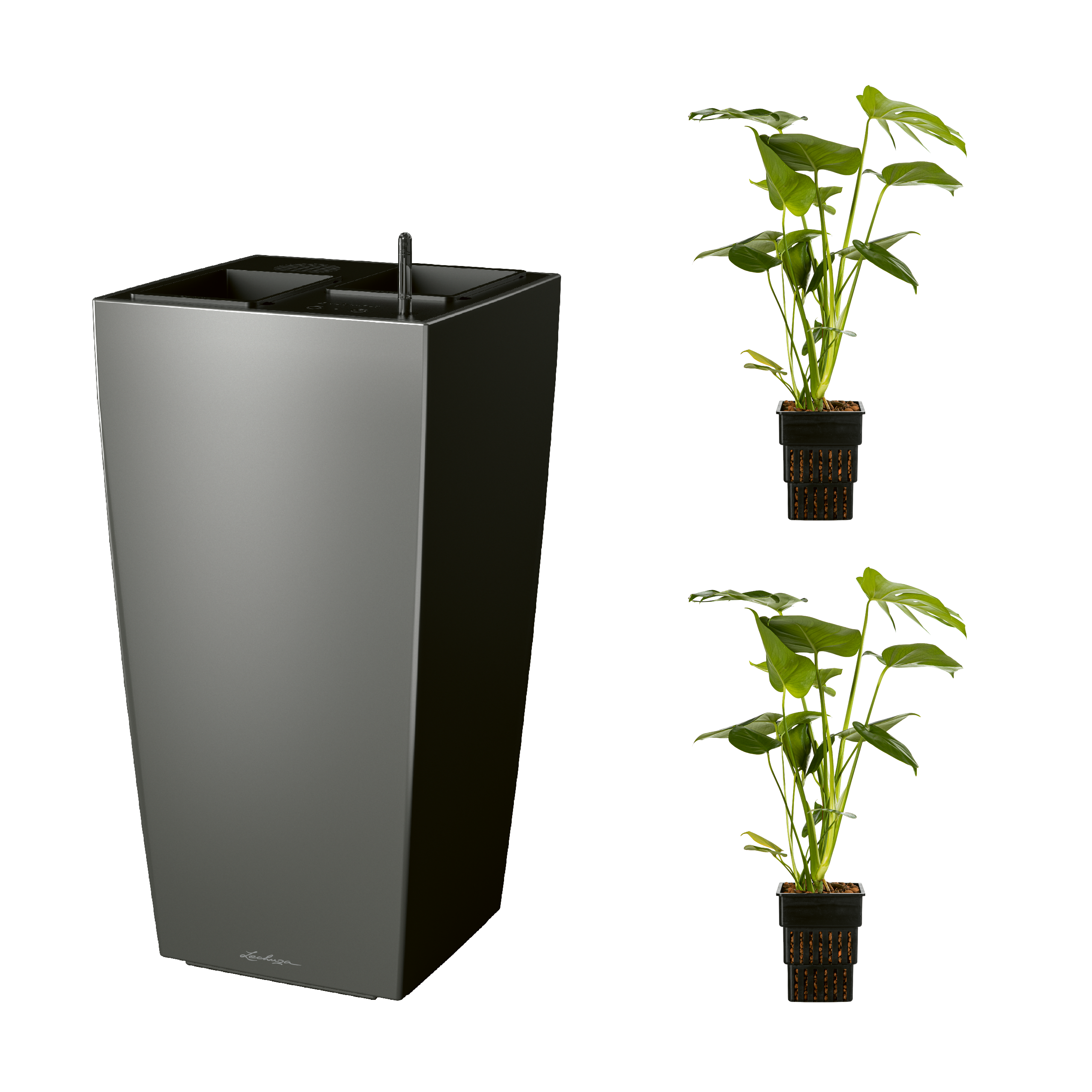 AIRCLEANpro CUBICO 40 anthrazit metallic mit Monstera deliciosa und Monstera deliciosa