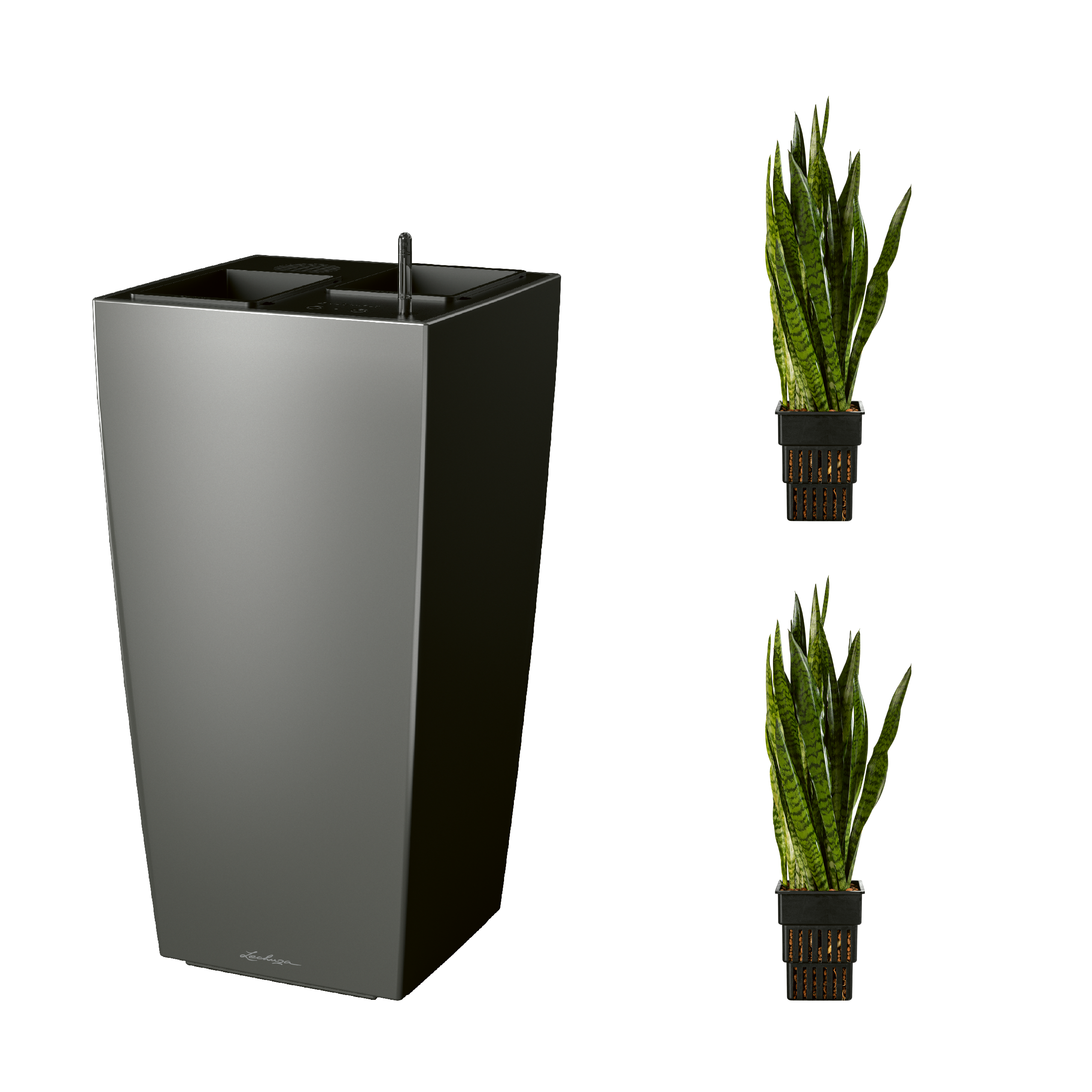 AIRCLEANpro CUBICO 40 anthrazit metallic mit Sanseveria zeylanica und Sanseveria zeylanica