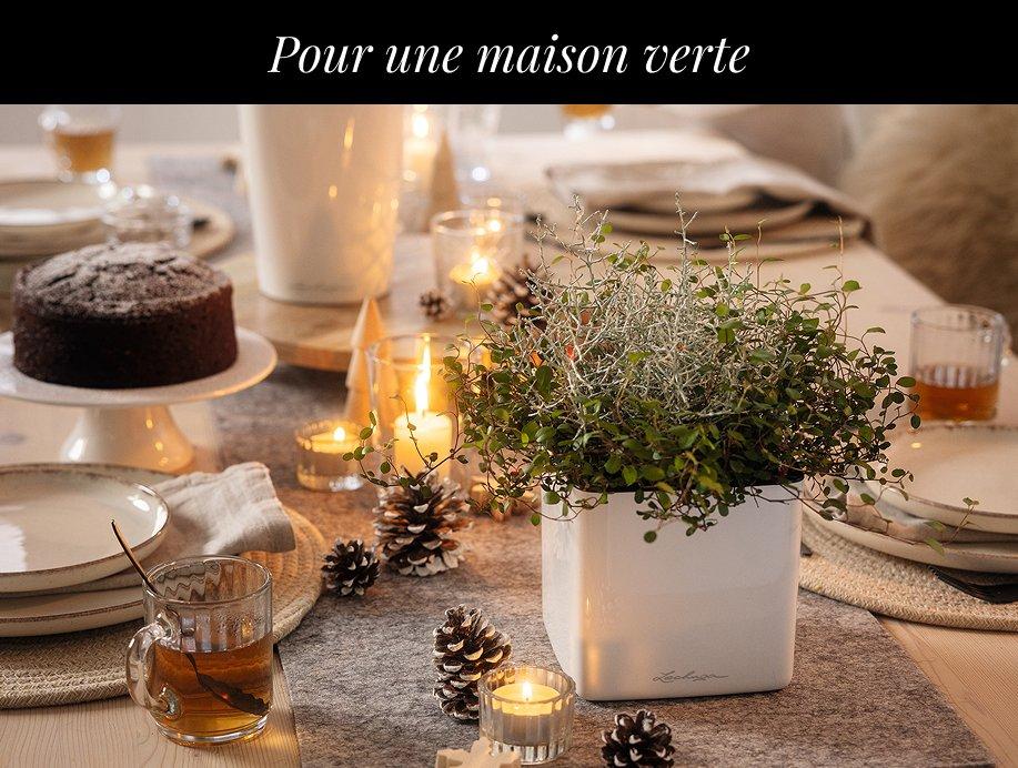 Le secret des belles plantes
        depuis 25 ans