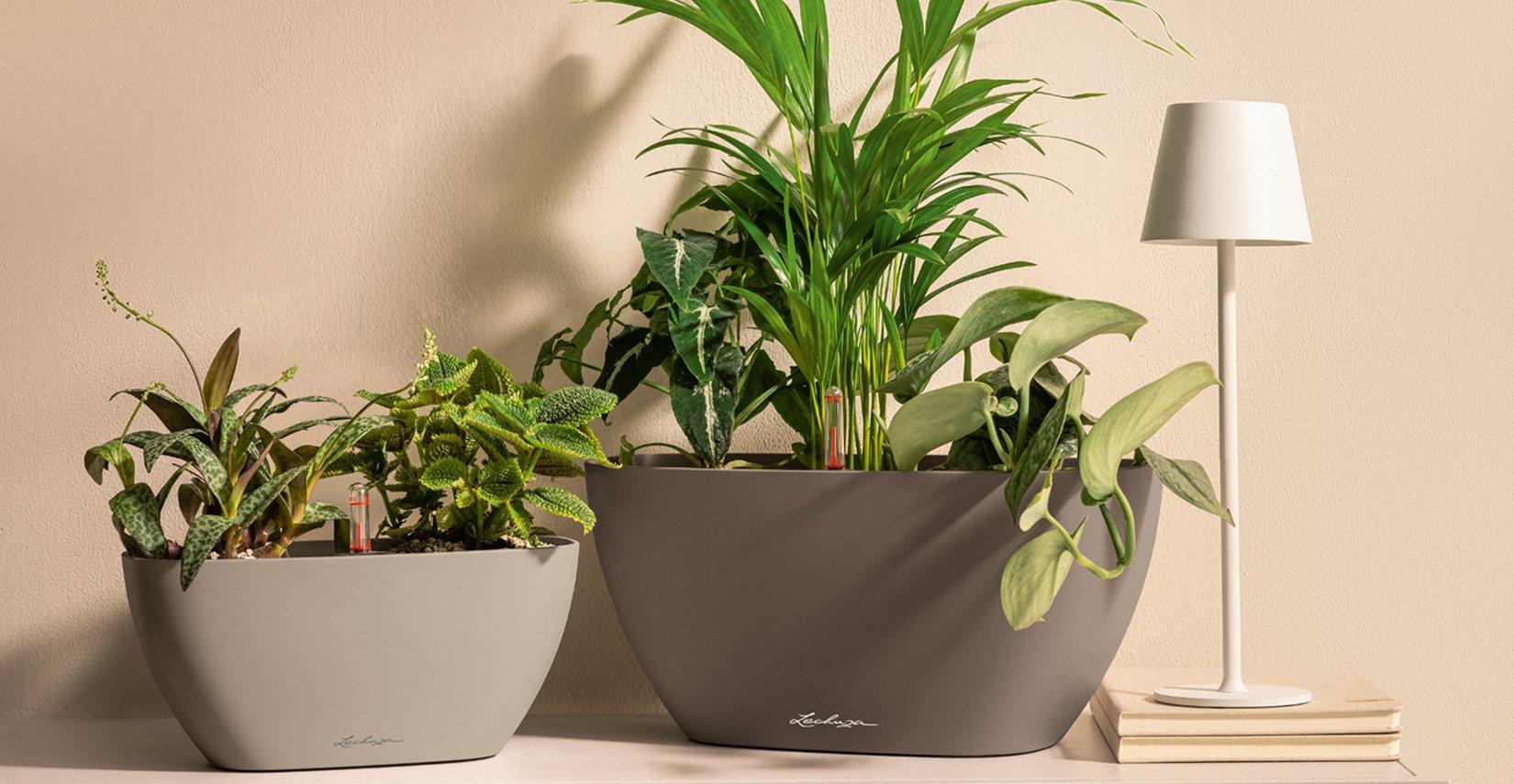 NAVIO
              Color