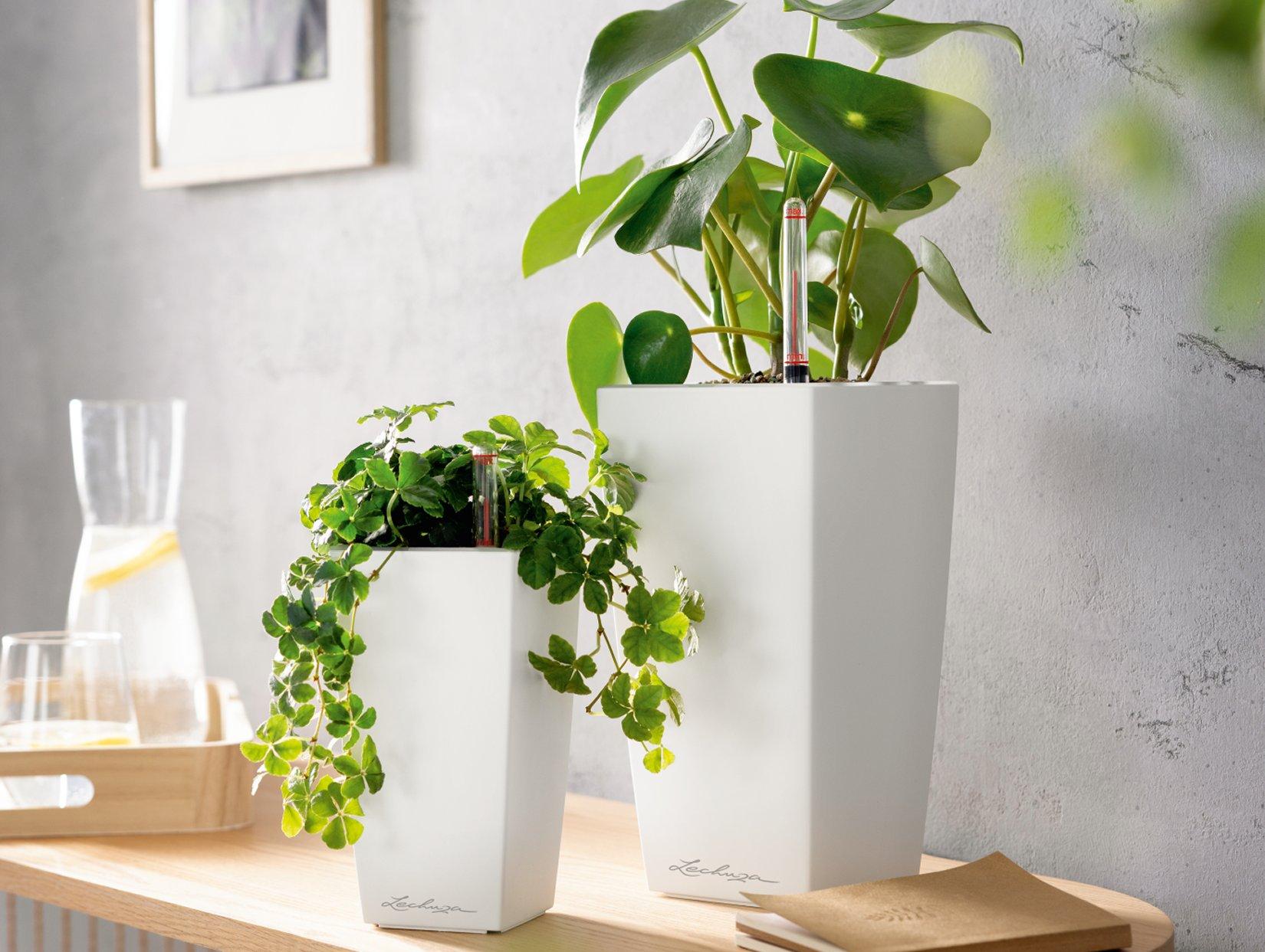 MINI-CUBI & MAXI-CUBI