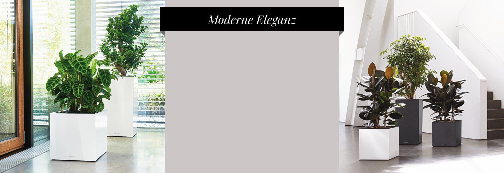 Bis zu 25 &euro; Rabatt&sup2; auf CANTO
      Premium 40