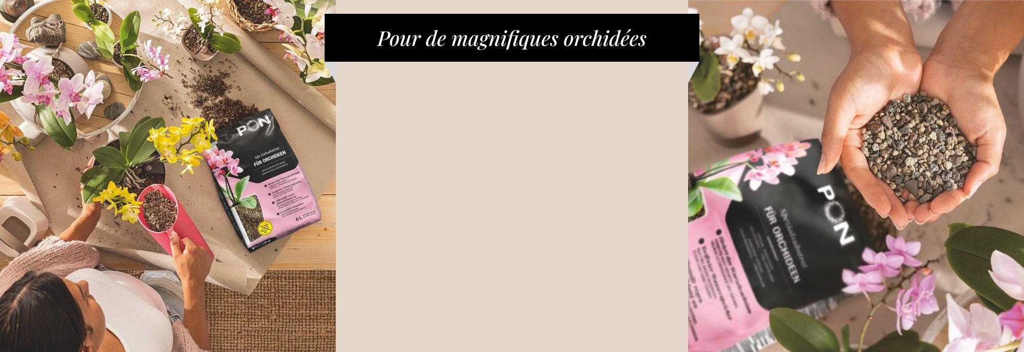 ORCHIDPON &agrave; prix sp&eacute;cial