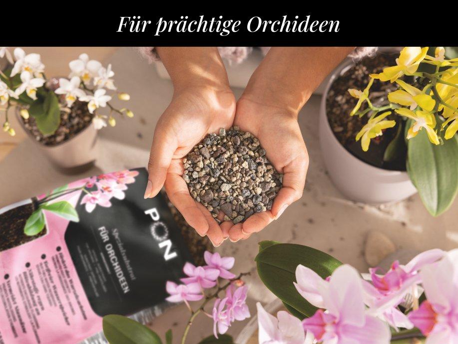 ORCHIDPON zum Sonderpreis