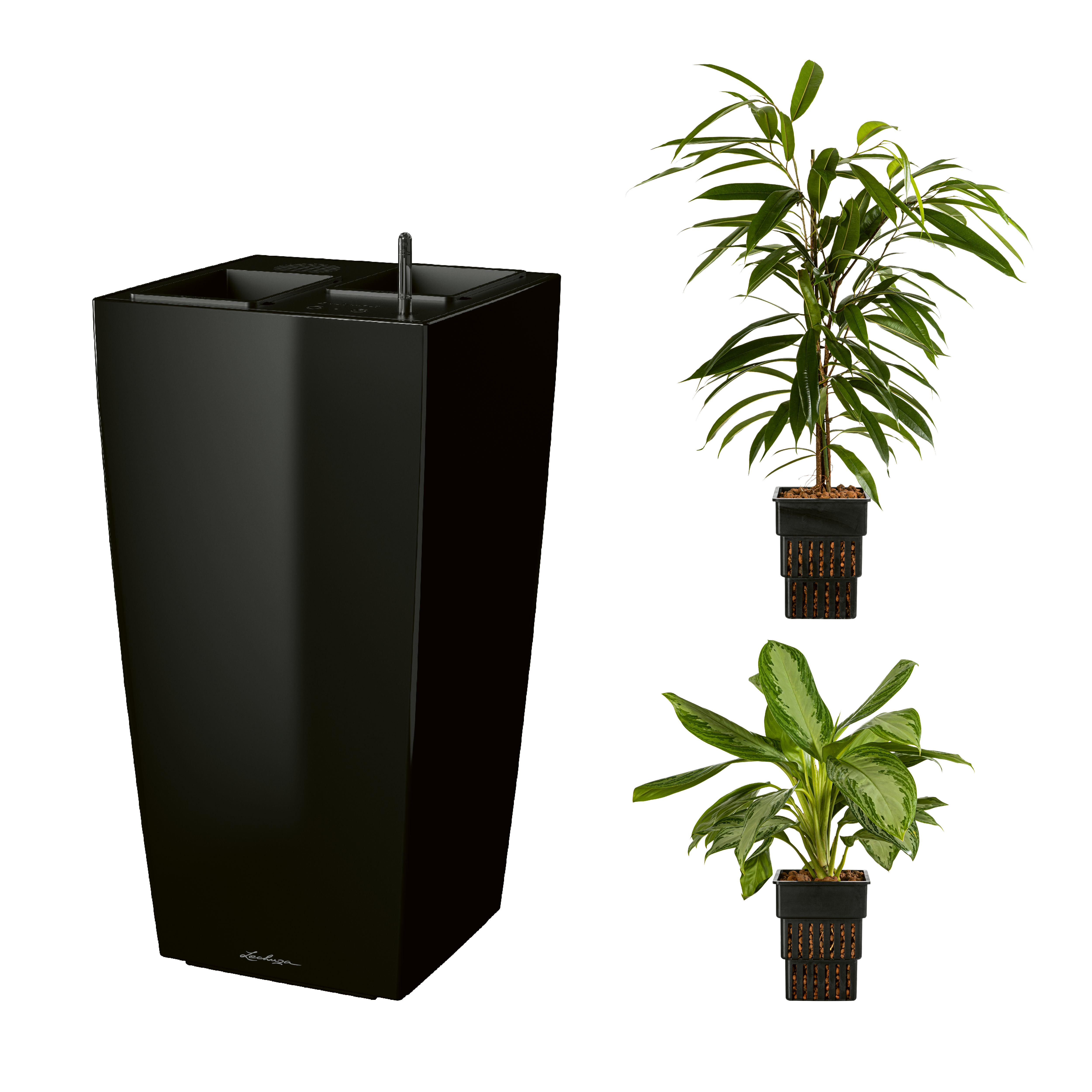 AIRCLEANpro CUBICO 40 schwarz hochglanz mit Sanseveria laurentii und Sanseveria laurentii