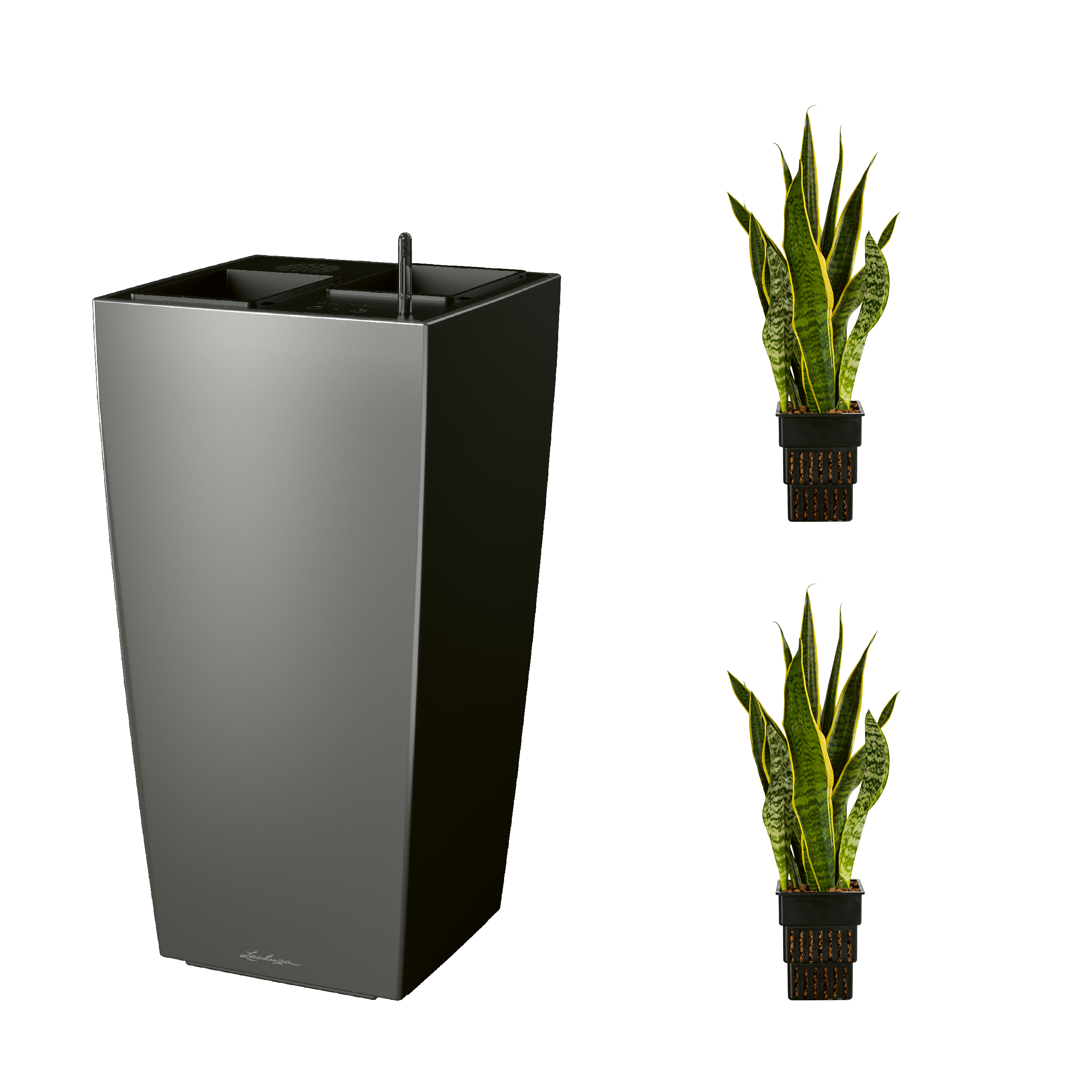 AIRCLEANpro CUBICO 40 anthrazit metallic mit Ficus cyathistipula und Aglaonema Silver Bay