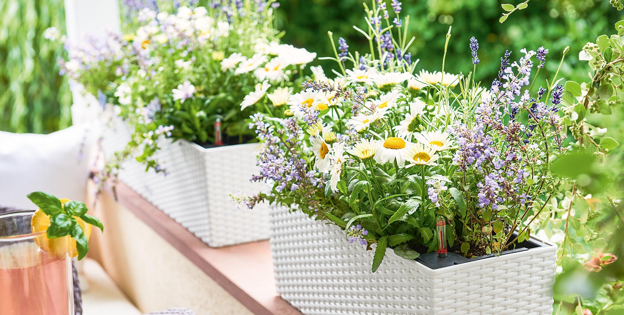 picture Self Watering Planters Canada lechuza self watering planters canada