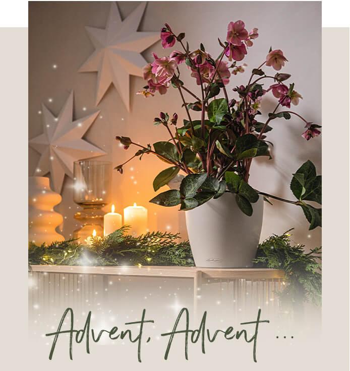 'CLASSICO Color 28 in sandy brown