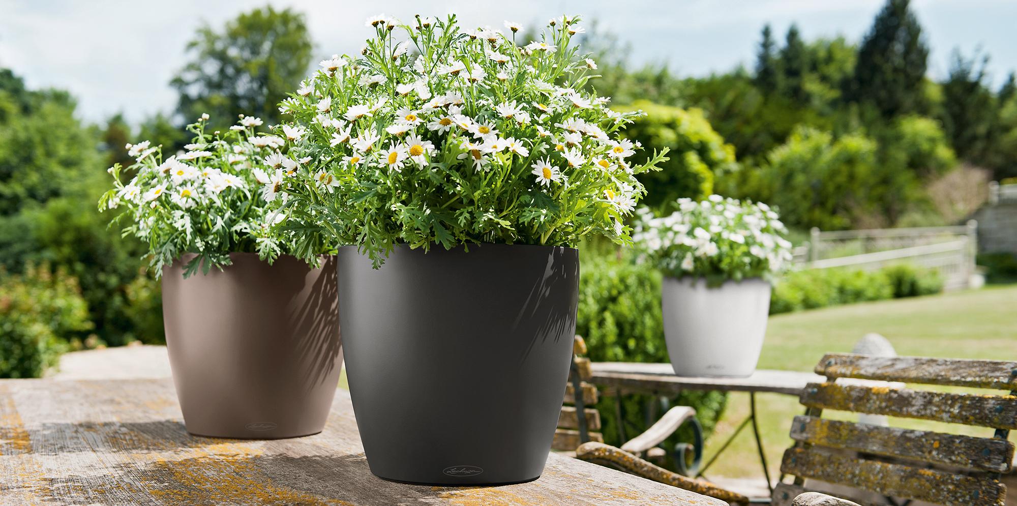 The LECHUZA classic: CLASSICO Color