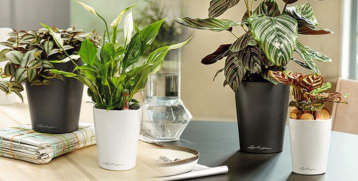 Pot d'orchidées transparent, petits Pots de fleurs avec trou, jardinières à arrosage  automatique pour plantes d'intérieur et d'extérieur, maison
