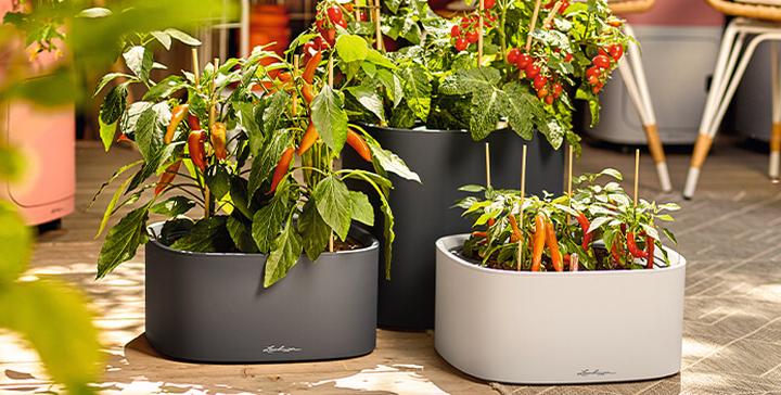 PILA Color Planter in schiefergrau und sandbraun mit Tomaten und Chili-Pflanzen