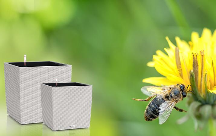 LECHUZA SelfWatering Planters