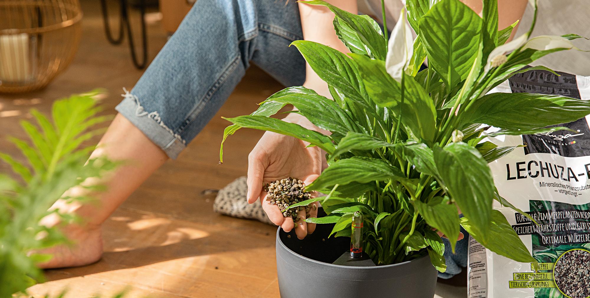 LECHUZA SelfWatering Planters Canada